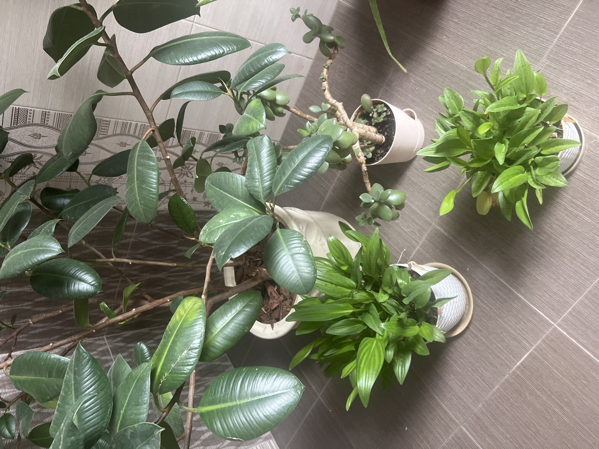 In Volgograd, Russia, an indoor scene displays several potted plants arranged on a tiled floor. Dominating the background is a large Ficus elastica (rubber tree) with broad, glossy green leaves and a visible branching structure. To its right and slightly in front, a smaller Jade plant (Crassula ovata) features thick, succulent leaves and a gnarled, woody stem. In the foreground, two smaller plants with vibrant green, lance-shaped leaves are positioned on either side of the Jade plant. The larger of these two plants is to the left, and the smaller one is to the right, closer to the viewer. The tiled flooring appears to be a neutral brown or gray color, with visible grout lines. The wall behind the Ficus elastica has a patterned texture, possibly wallpaper or a decorative tile. No individuals are present in the image.