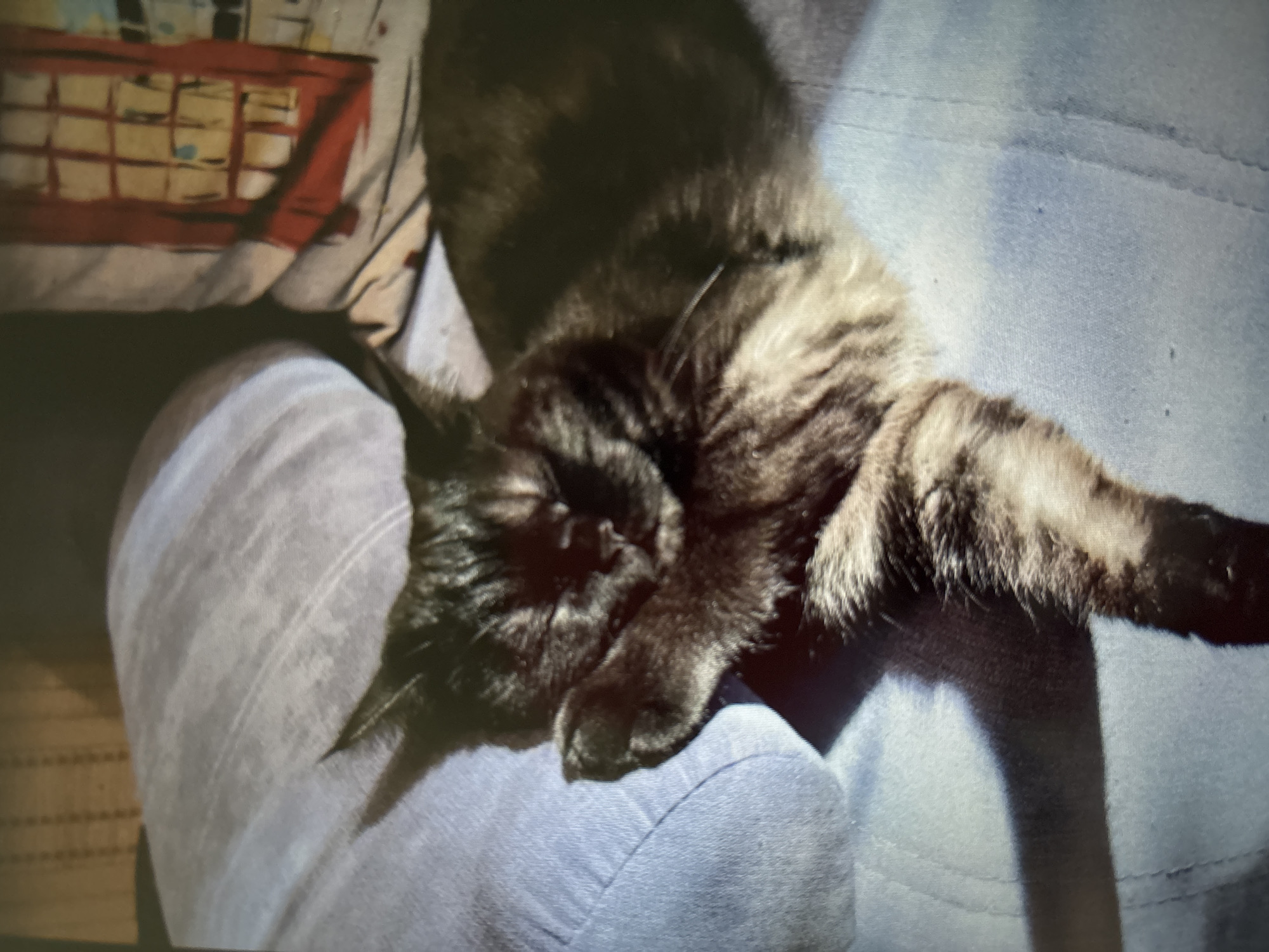A black and brown long-haired cat is sleeping on a light blue couch. The cat is curled up with its paws covering its face. The couch is textured and appears to be made of fabric. In the background, there is a pillow with a red and yellow pattern resembling a London phone booth. The lighting in the room is dim, casting a shadow of the cat on the couch. The overall scene suggests a cozy and relaxed indoor setting. There is no indication of the location being in Novosibirsk, Russia.