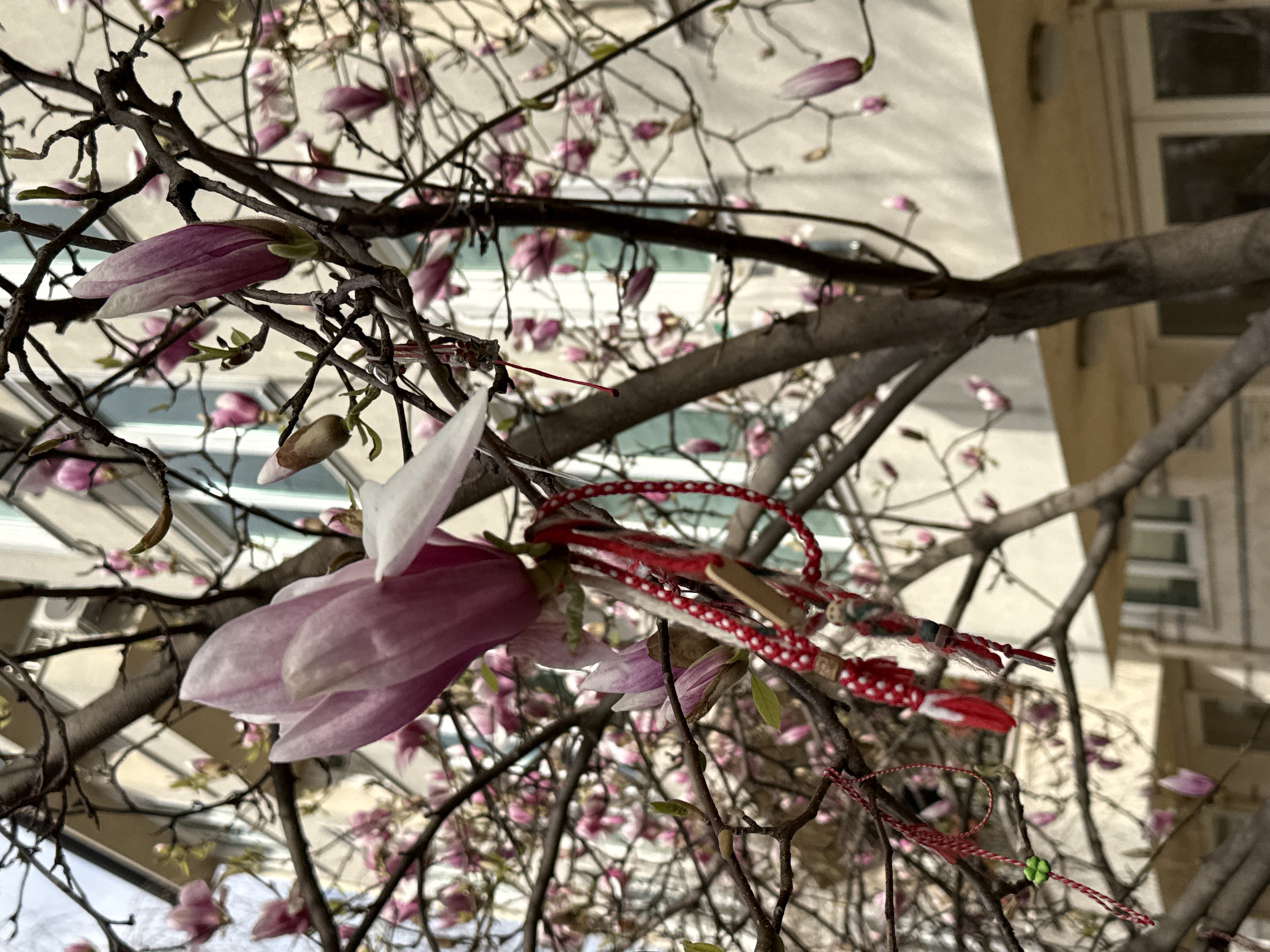 The image depicts a magnolia tree in bloom. The tree is adorned with "martenitsi", traditional Bulgarian good luck charms made of red and white yarn, often given as gifts in March. The background shows a building, likely in Sofia, Bulgaria, given the presence of the martenitsi. The magnolia blossoms are predominantly pink and white, and the tree is still relatively bare of leaves, suggesting early spring.