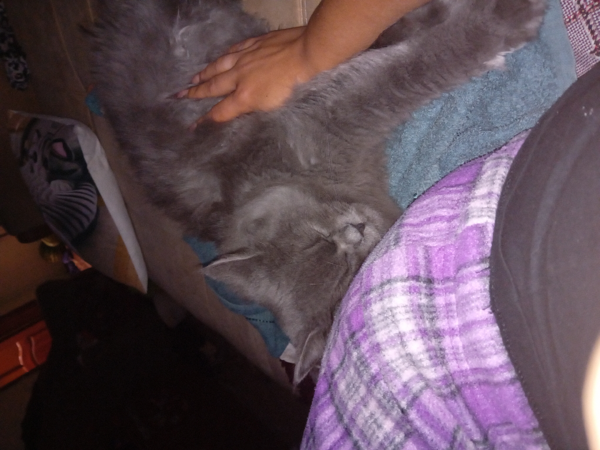 The image shows a gray cat sleeping on a couch, with a hand petting it. The cat is lying on a purple plaid blanket and a teal towel. In the background, there is a pillow with a picture of a cat on it. The lighting is dim, suggesting it is nighttime or the room is not well-lit. The scene appears to be indoors, in a domestic setting. There is no indication of the location being in Chuhuiv, Ukraine.