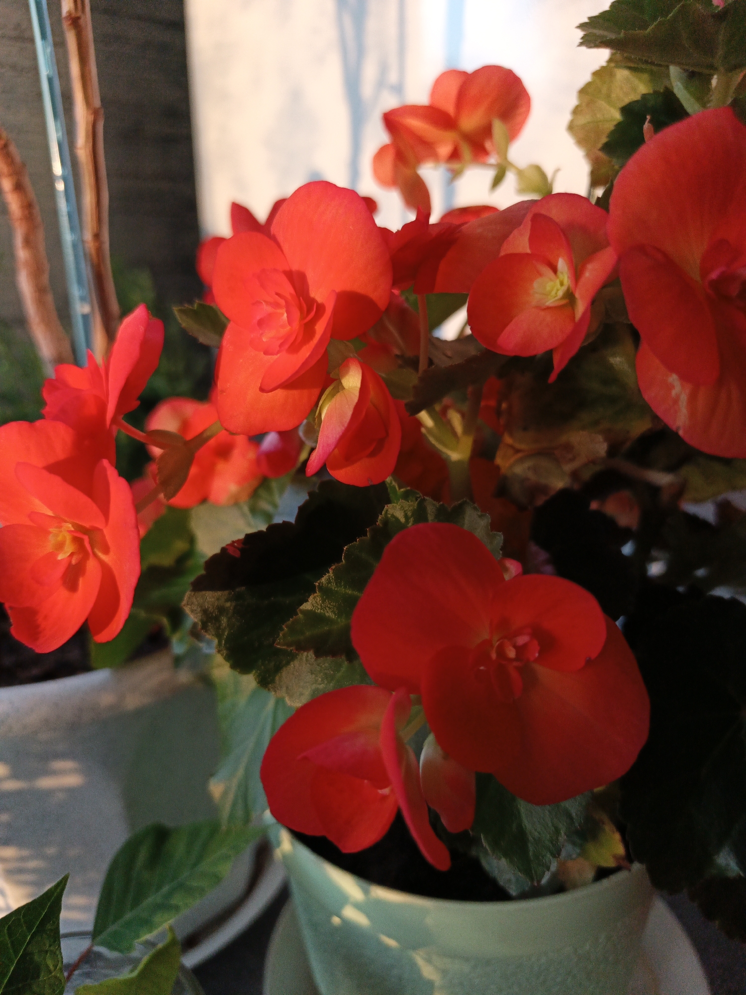 In the city of Losova, Belarus, an image captures a close-up view of a potted plant adorned with vibrant red begonia flowers. The flowers are the central focus, with their delicate petals unfurling in the soft light. Some petals are a deep, rich red, while others transition to a brighter, almost orange hue. The stamens in the center of the flowers are a pale yellow. Interspersed among the blooms are dark green, textured leaves, some with serrated edges. The plant is housed in a light green pot, the texture of which is slightly visible. In the background, soft light creates gentle shadows on a wall, suggesting the presence of a window or an outdoor setting. The overall impression is one of natural beauty and tranquility.