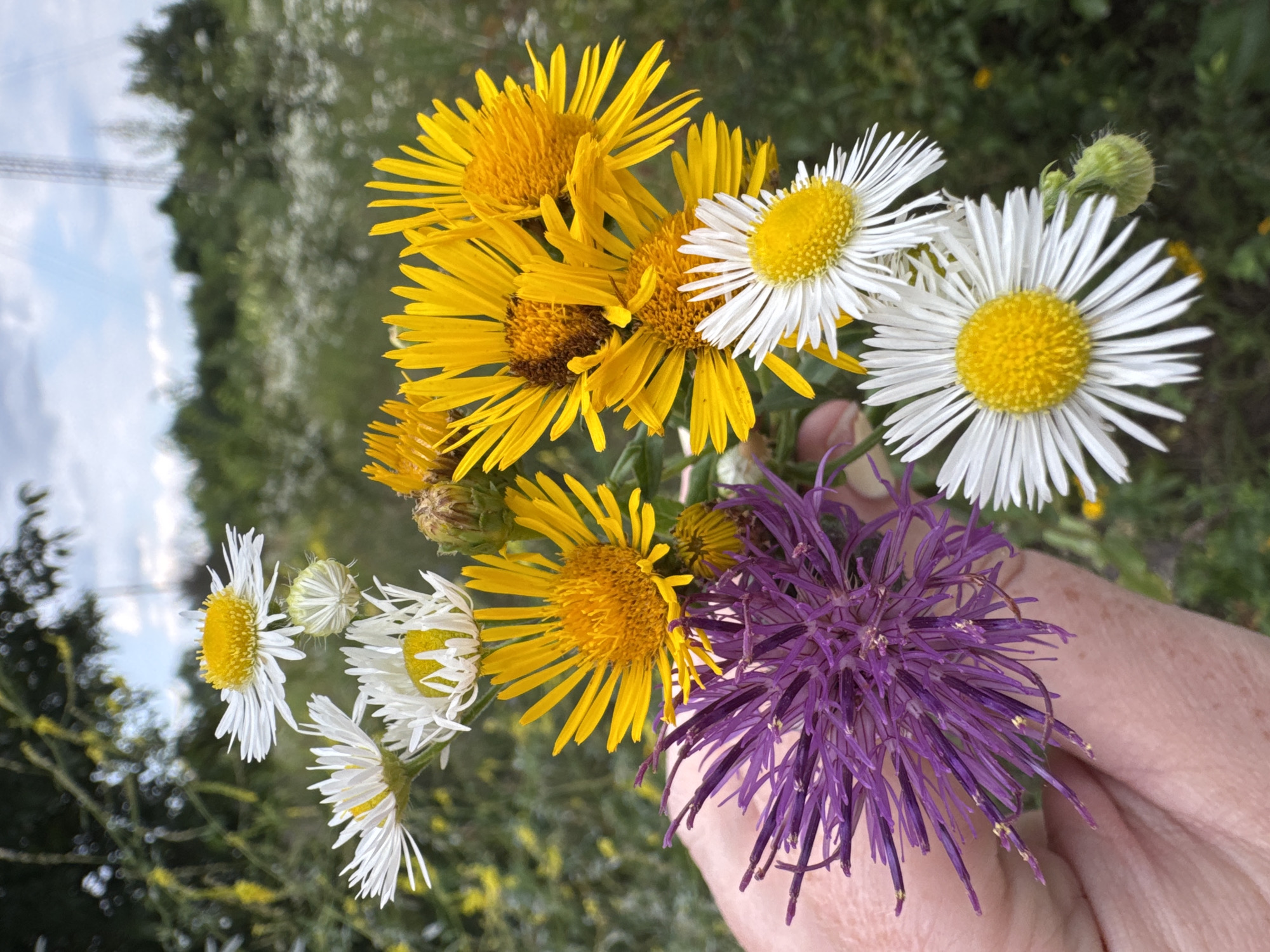 In Kochubeyevskoye, Russia, a close-up shot focuses on a hand holding a bouquet of wildflowers against a blurred natural background. The bouquet contains several white and yellow daisy-like flowers, along with a single purple thistle-like flower. The hand is visible in the foreground, gently supporting the stems of the flowers. The background depicts a field with tall grasses and some trees, suggesting an outdoor, rural setting. The sky above is overcast with a few visible clouds. There are no other people or significant objects in the frame, making the bouquet and the hand the central subjects.