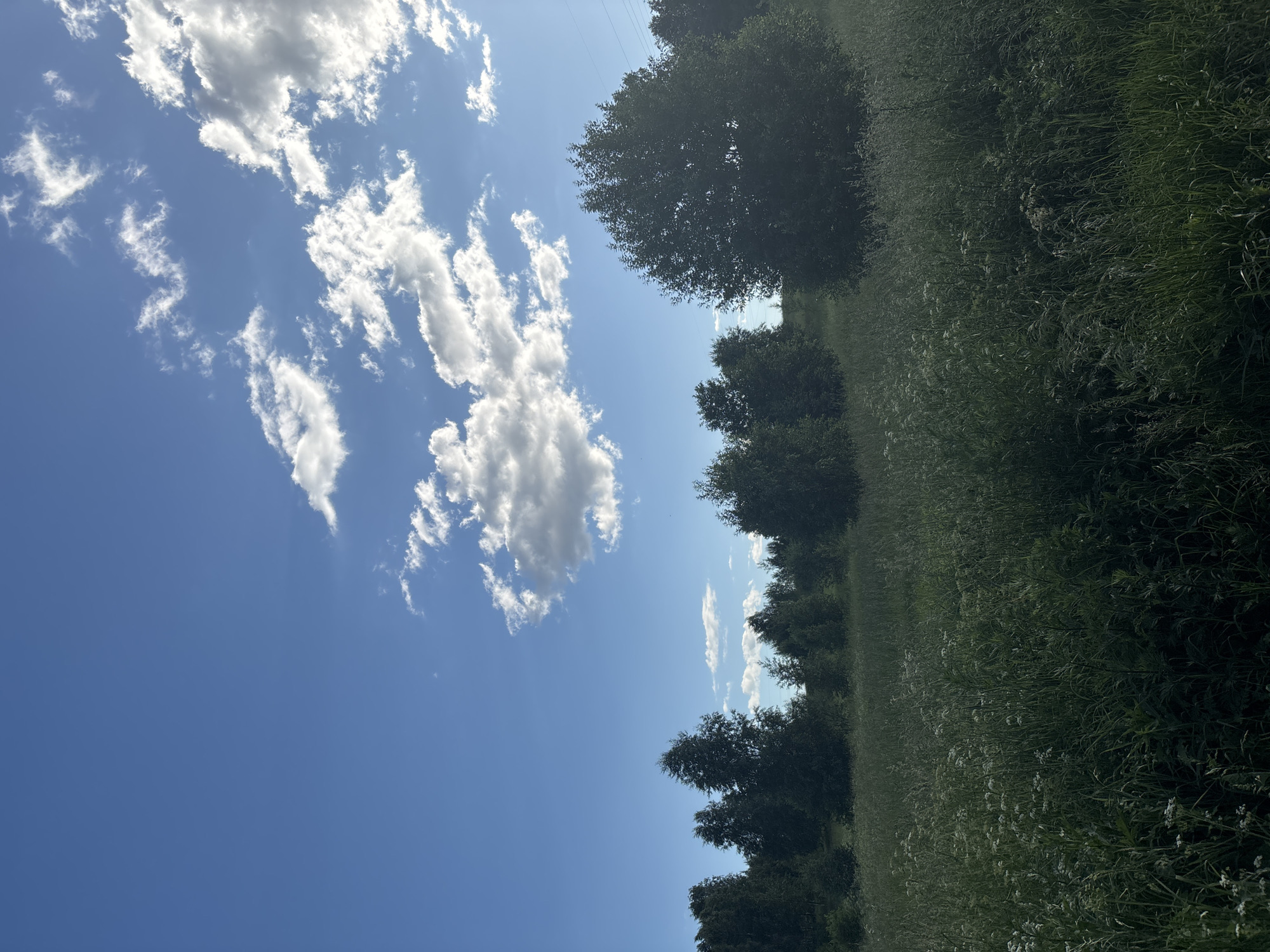 The image depicts a natural outdoor scene, likely a field or meadow adjacent to a wooded area. The sky is a clear, bright blue, dotted with fluffy white clouds, suggesting fair weather and daytime. The sun appears to be high in the sky, casting a bright light.
On the right side of the frame, a dense field of tall green grass and wildflowers stretches into the distance. The grass is varied in texture, with some areas appearing more finely stemmed and others with broader leaves. Small white wildflowers are scattered throughout the field, adding specks of light.
To the left of the field, a line of trees forms a distinct edge. These trees are full of dark green foliage, their leaves creating a dense canopy. The trees appear to be a mix of deciduous and possibly some evergreen varieties. Beyond the trees, more of the bright blue sky is visible.
The overall impression is one of a peaceful, rural landscape. The scene evokes a sense of tranquility and the beauty of nature. There is no activity or event clearly depicted, and no people or specific objects are visible. The time of day is clearly daytime due to the bright sunlight and blue sky. The location context of Koltushi, Russia, suggests a temperate climate, consistent with the lush greenery observed. There is no visible text in the image.