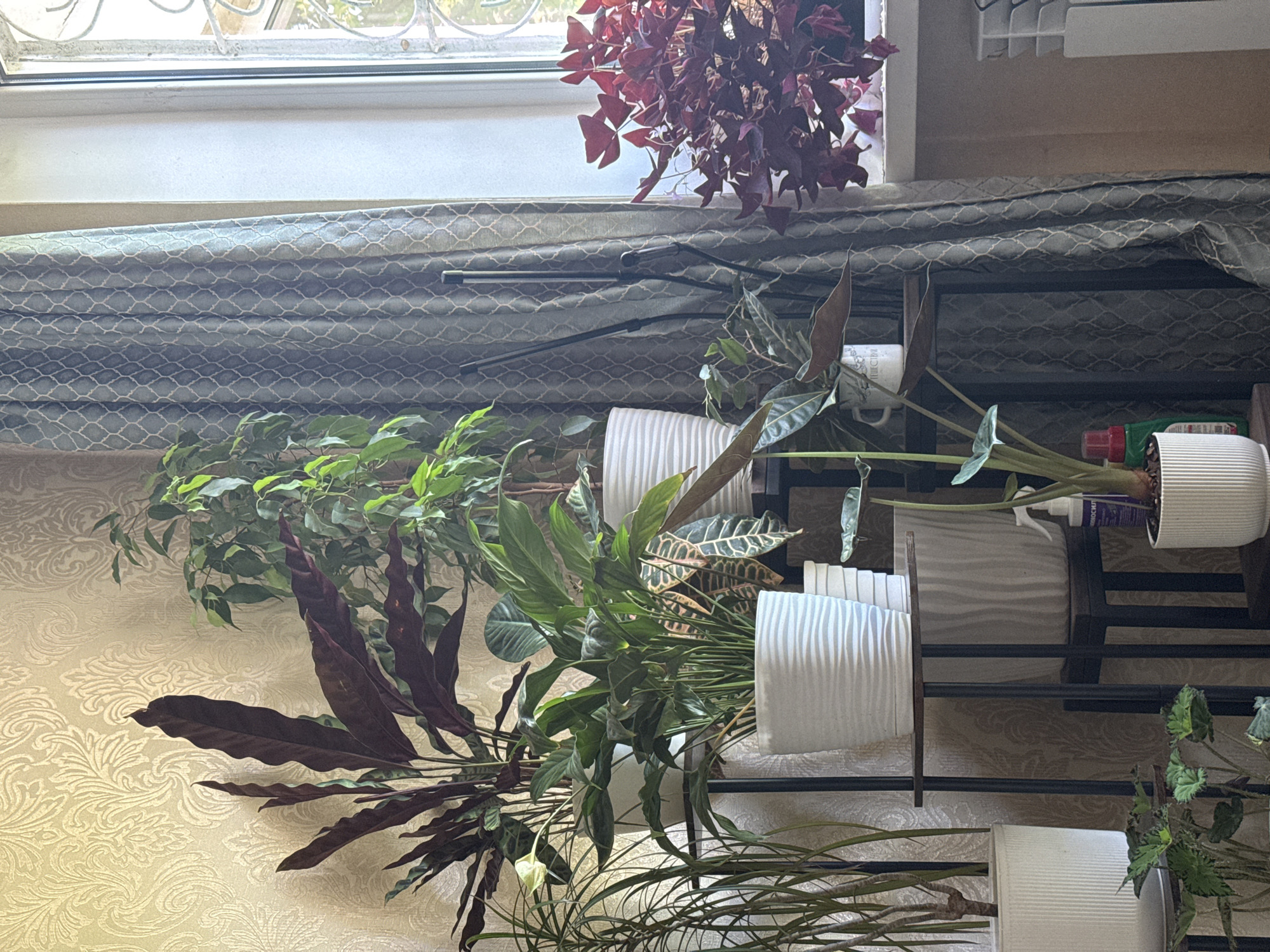 A close-up, horizontal shot showcases an indoor plant collection arranged on shelves against a patterned wallpaper background. The plants vary in size and leaf shape, with some featuring broad, dark red leaves and others with delicate green foliage. Several white, ribbed pots hold the plants, creating a clean, modern aesthetic.
In the upper left corner, a window with a decorative metal grille is visible, suggesting the location is indoors. A dark grey curtain with a subtle trellis pattern is drawn partially across the window. Above the curtain, a cluster of deep red, heart-shaped leaves hangs, adding a striking splash of color.
The overall scene is one of a well-maintained indoor garden, likely a home or office space. The lighting suggests it is daytime, possibly late morning or afternoon, with natural light filtering in from the window. No people are visible in the image.
On one of the upper shelves, a small spray bottle with purple liquid and white text is partially visible, next to a white pot. The text is too blurry to be legible. The arrangement of plants and the decorative elements create a peaceful and visually appealing environment.