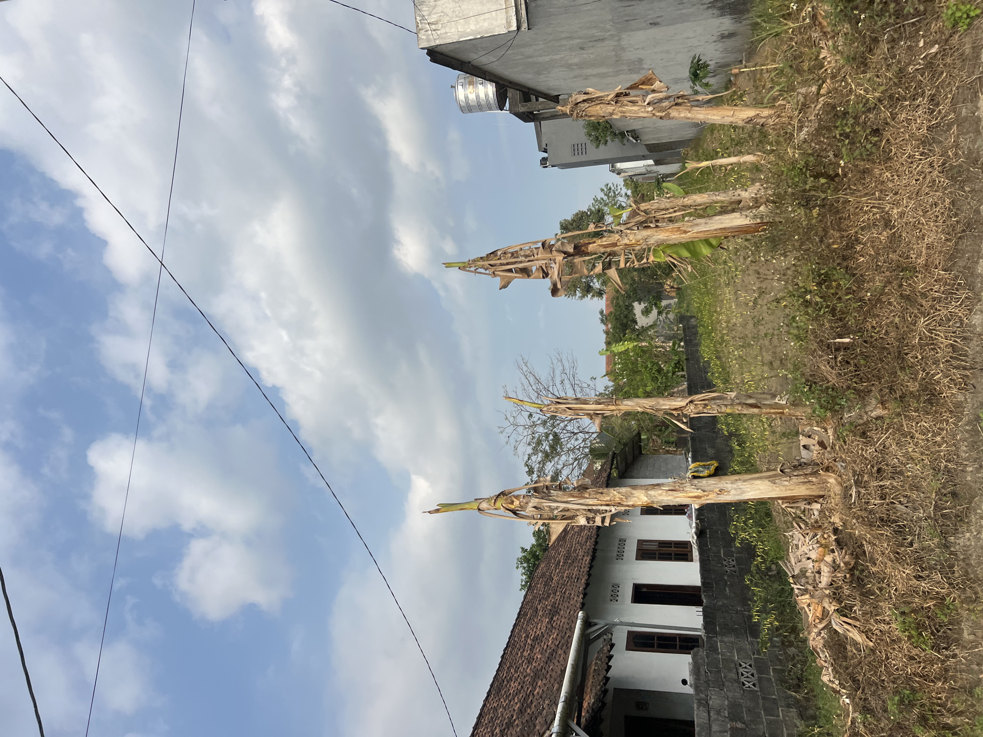 A street-level, eye-level, outdoor, daytime, full shot shows a semi-rural area in Ngaglik, Indonesia, with several banana tree trunks in the foreground. The ground is covered in dry, brown grass and some green vegetation. Behind the banana trees, a white building with a brown tiled roof and dark brown windows is visible. Adjacent to it is a grey cinder block wall. Further back, another grey building with a water tank on top is visible. The sky is blue with scattered white clouds. Power lines are strung across the sky.