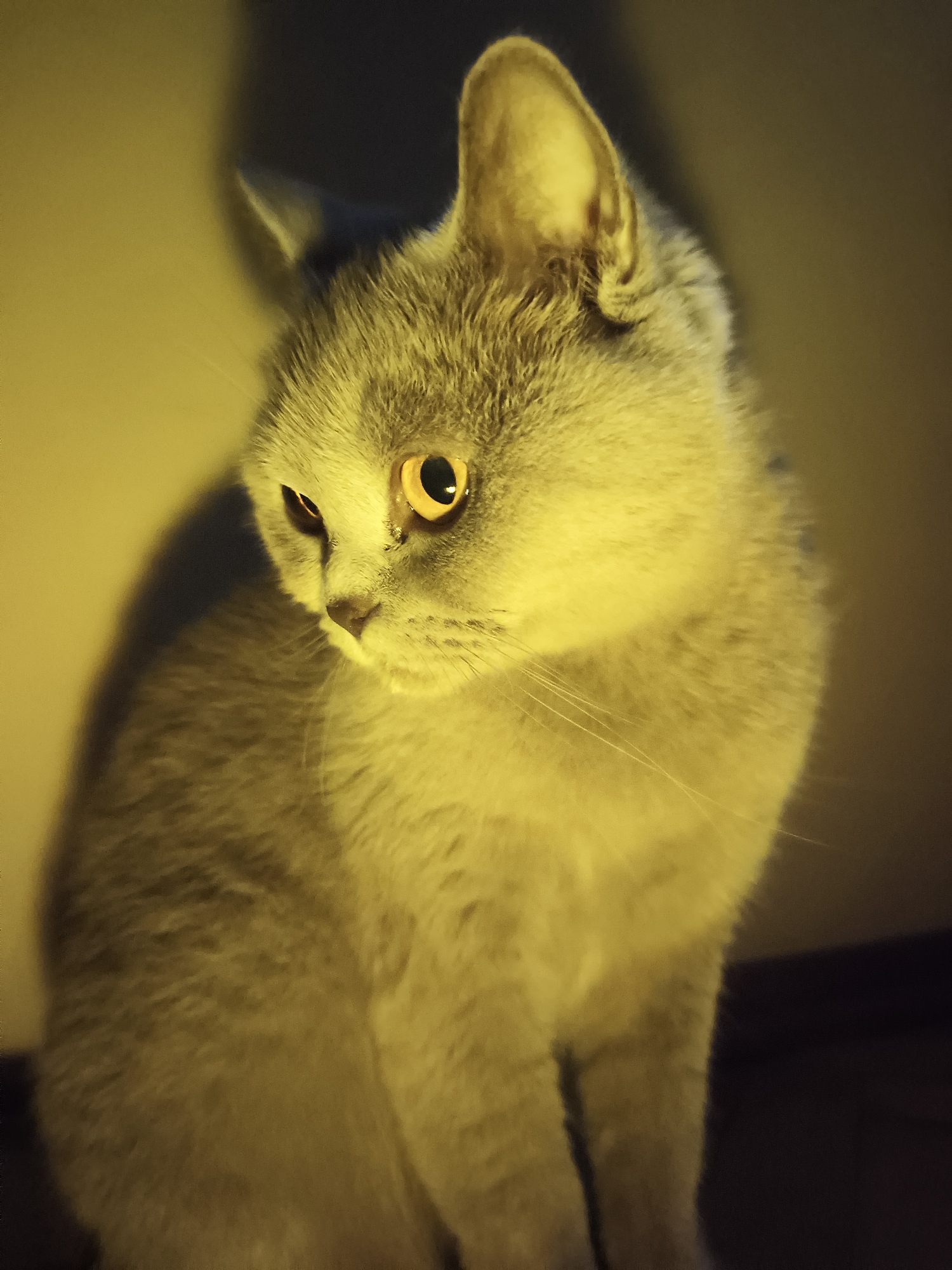 A grey cat with yellow eyes is sitting indoors, illuminated by warm lighting that casts a shadow on the wall behind it. The cat is looking down and to the left, with its ears perked up. The background is a neutral color, with a darker area on the right side of the image. There is no visible location in the city of Ternopil, Ukraine.