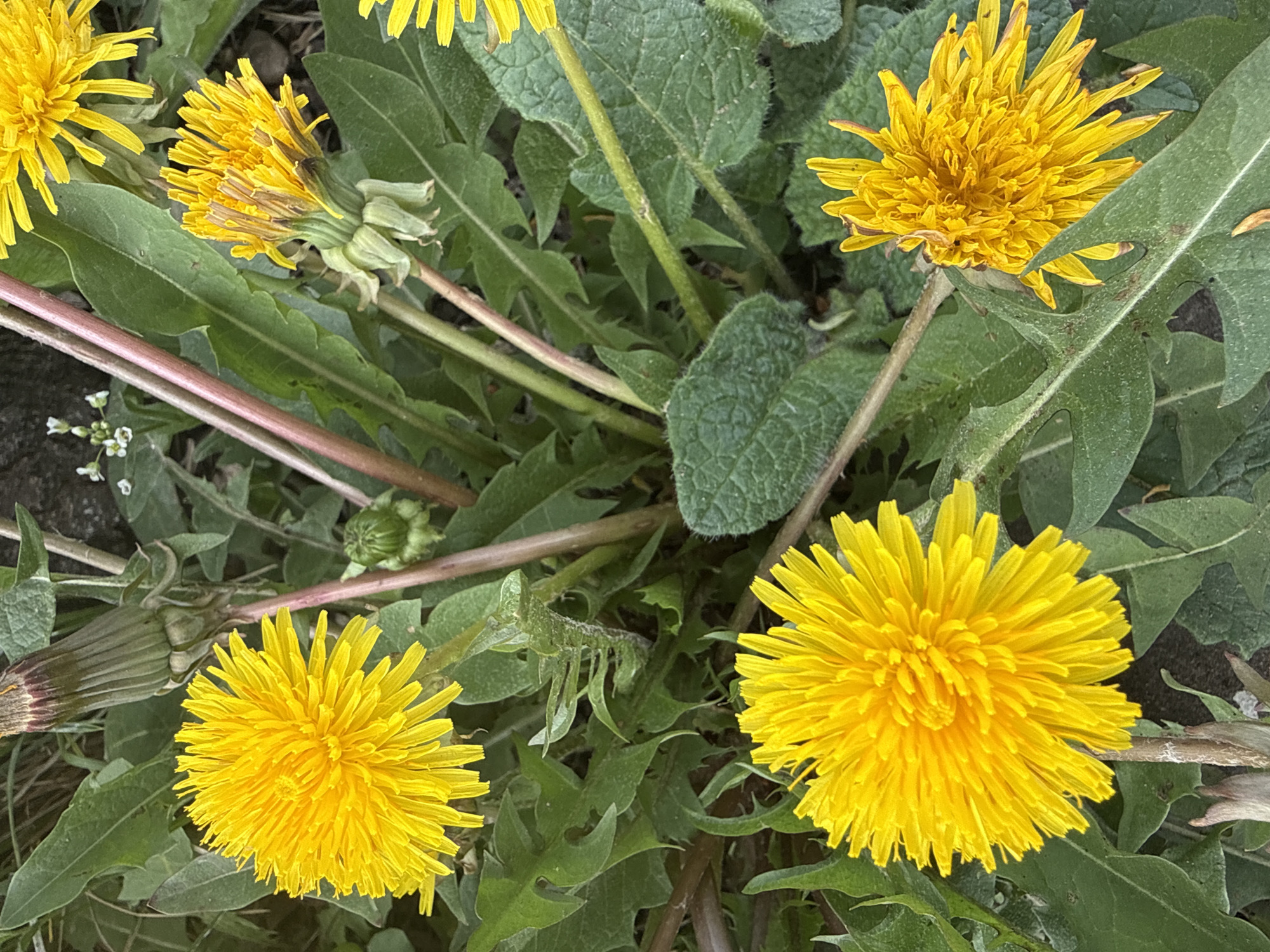 The image depicts a cluster of dandelions in a field. The dandelions are at various stages of blooming, with some fully open and bright yellow, while others are closed or partially faded. The green leaves of the dandelions are visible surrounding the flowers. The location is Unknown, Unknown.