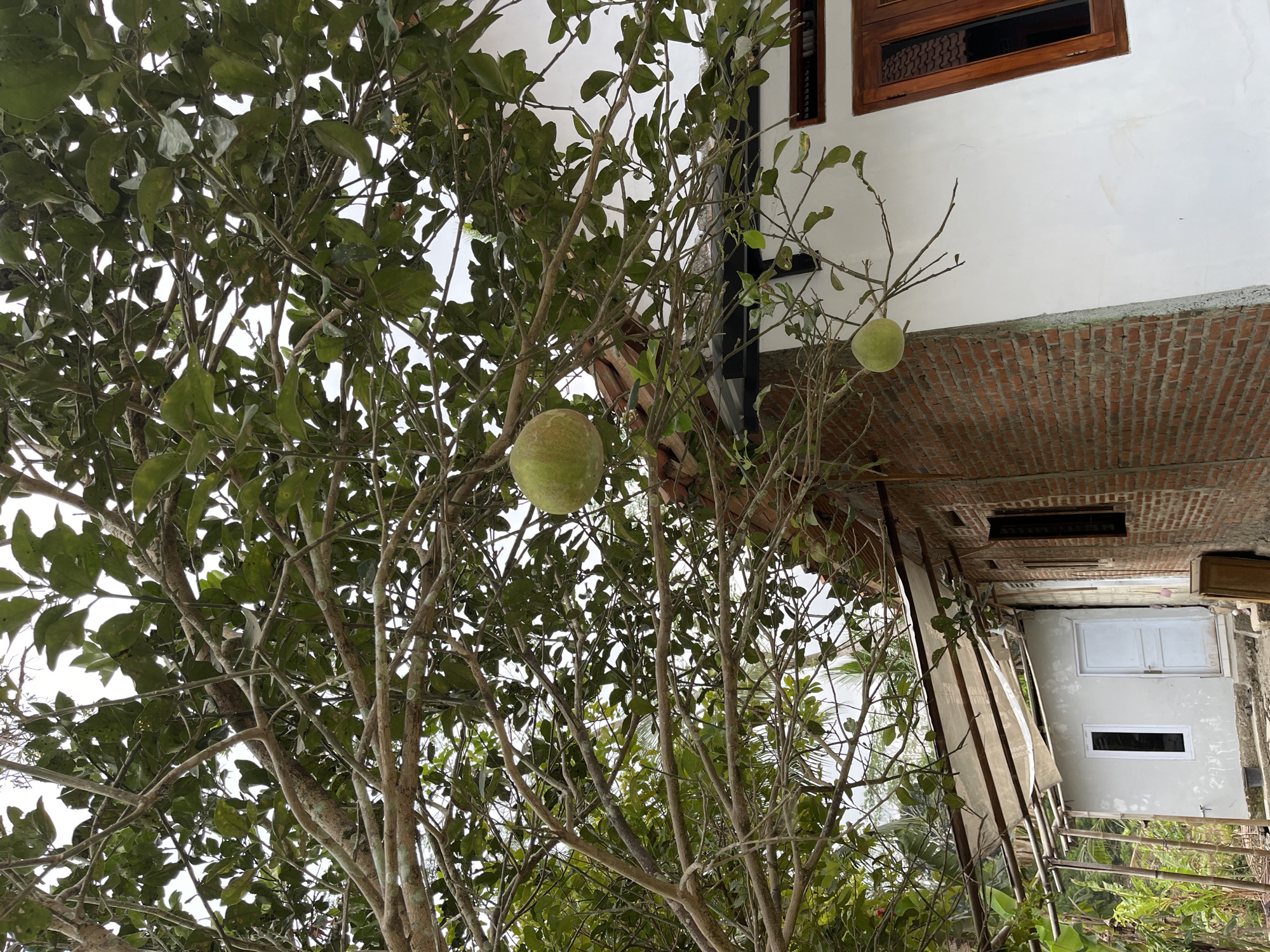 An outdoor, low-angle shot showcases a fruit-bearing tree with large, round green fruits hanging from its branches. The tree's foliage is dense, with numerous green leaves and brown branches. In the background, a white building with a brick section and a wooden-framed window is visible. To the left, a smaller white structure with a door and a window is attached to the main building. A makeshift awning made of fabric and bamboo poles extends over the smaller structure. The overall scene suggests a rural or semi-rural setting in Kemangguhan, Indonesia, with the natural element of the fruit tree contrasting with the man-made structures. The sky appears overcast.