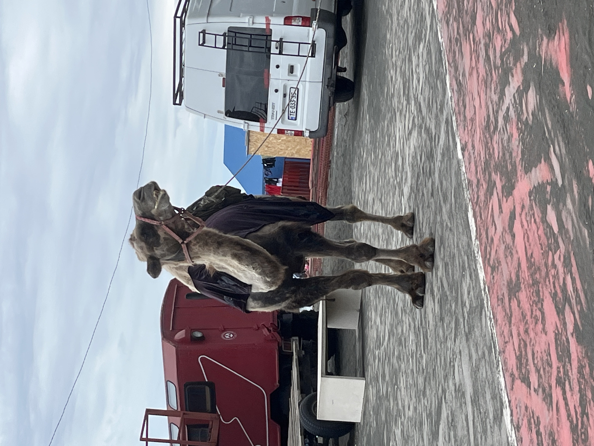A dromedary camel, wearing a dark blanket and a red halter, stands in an outdoor paved area. The camel is facing towards the right of the frame, with its mouth open and teeth showing. Behind the camel, a red truck with a white stripe is parked. To the right of the truck is a white van with a ladder attached to its rear and a license plate that reads "TE-033-SS". In the background, there is a blue structure and some laundry hanging on a line. The ground is paved with grey and pink markings. The sky is overcast. This scene is located in Ureki, Georgia, a coastal town known for its magnetic sand beaches.
