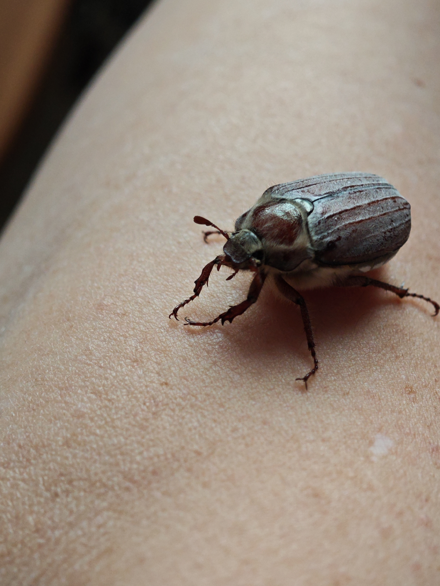 A close-up shot depicts a May beetle resting on a person's skin. The beetle has a brown body with light-colored stripes on its back. Its legs are dark and slender, and its antennae are extended forward. The skin appears to be fair and freckled. The location, Фоки, Russia, is not directly discernible from the visual information provided.
