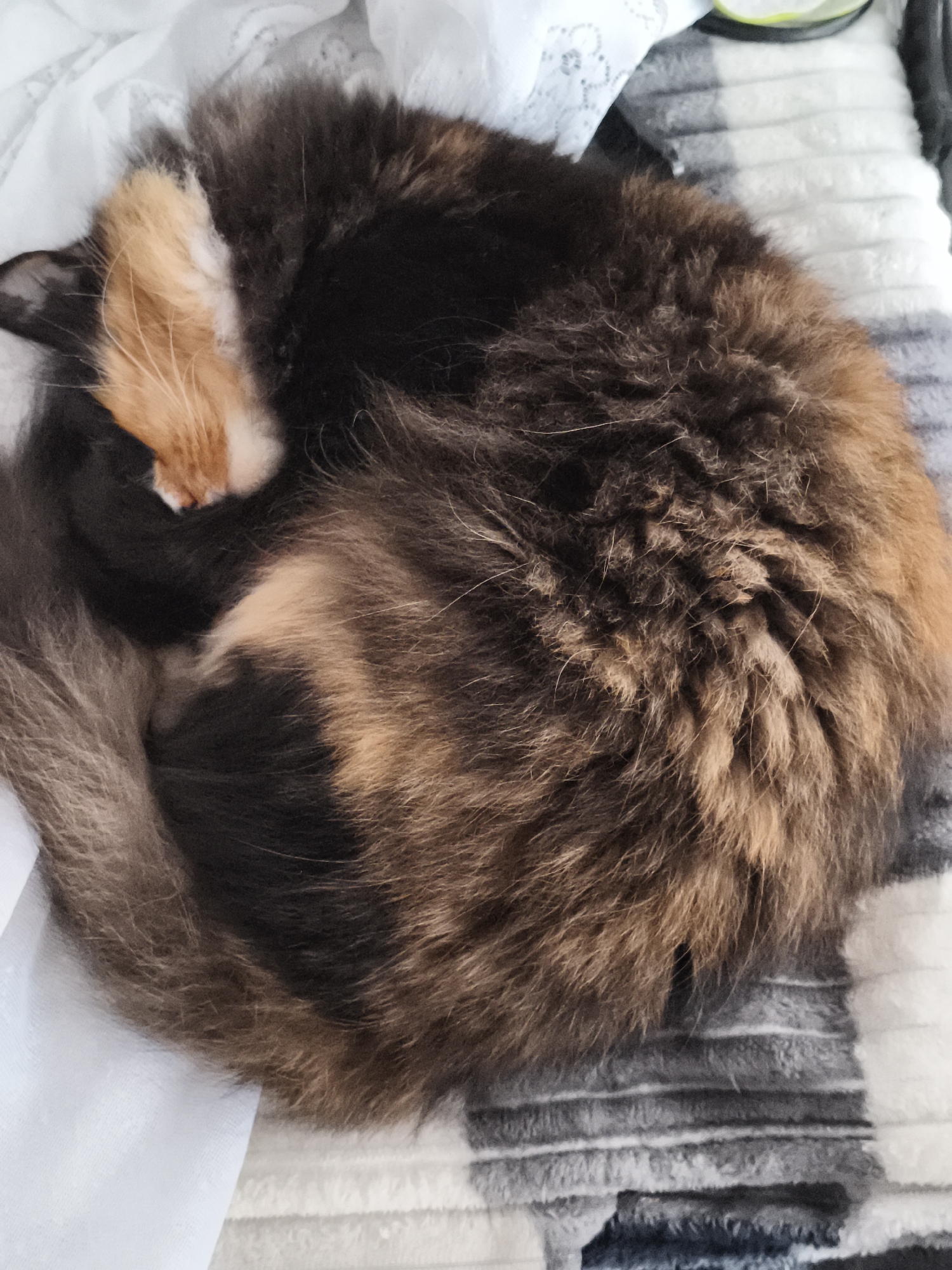 A calico cat is curled up asleep on a striped blanket. The cat's fur is a mix of black, orange, and white. The blanket has wide stripes of white, gray, and dark blue. The cat's head is tucked into its body, and its eyes are closed. The image is a close-up shot, focusing on the cat and the blanket. The background is blurred, but it appears to be a room in a home. There is no indication of the city of Chaikovsky, Russia, in the image.