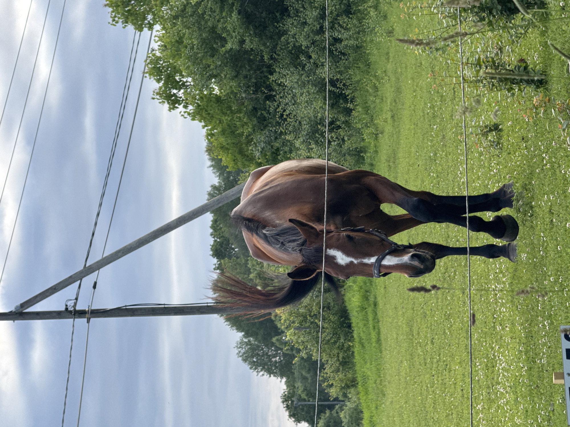 A brown horse with a white blaze on its face is captured in motion, its body bent downwards as if bowing or grazing. The horse is in a lush green field, dotted with small white flowers, with a dense line of trees forming a backdrop. A utility pole with wires runs diagonally across the frame, partially obscuring the horse and the field. The sky above is a mix of blue and white clouds, suggesting a partly cloudy day. The image appears to be taken outdoors in a rural or semi-rural setting, possibly a pasture or paddock. The horse is wearing a bridle. The scene conveys a sense of natural beauty and the gentle presence of the animal. The orientation of the image is vertical.
