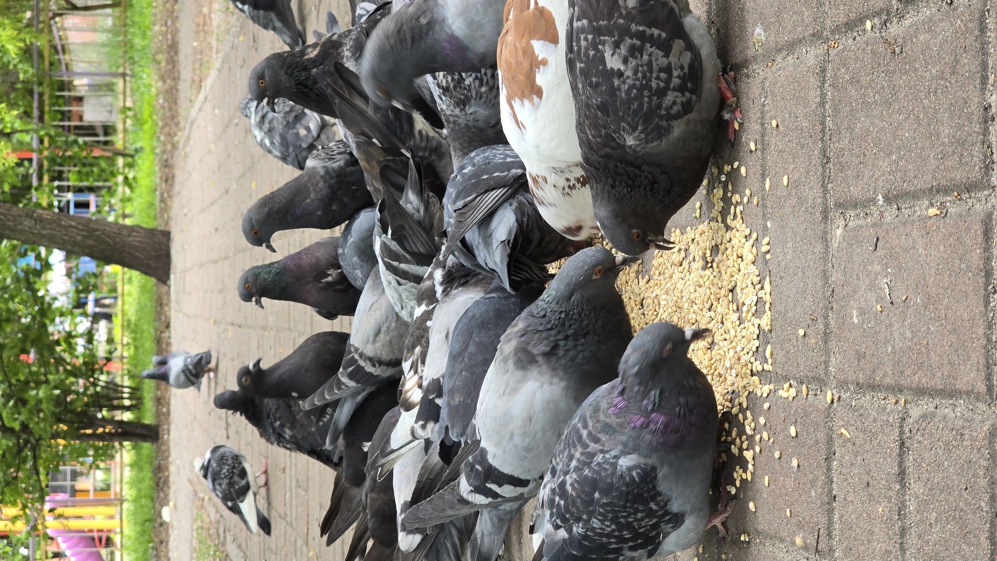 A slightly rotated, low-angle shot captures a flock of approximately twenty common rock pigeons intensely feeding on scattered grains on a brick-paved path. The birds are clustered together, many with their heads down, pecking at the light yellow seeds. Their plumage displays a variety of shades, including typical grays, blacks, and whites, with some individuals exhibiting iridescent green and purple feathers on their necks. One pigeon towards the center has distinctive brown and white markings on its back.
In the background, a verdant park setting is visible, featuring lush green trees and foliage. Further back, glimpses of colorful playground equipment (pinks, blues, and yellows) can be seen through the leaves, indicating a public park or recreational area. The lighting suggests it is daytime, possibly bright and sunny or mildly overcast, casting soft shadows. The paved ground beneath the pigeons is made of reddish-brown rectangular bricks. The overall scene depicts a common urban wildlife interaction, likely in Kyiv, Ukraine, where pigeons are fed in a park. No human subjects or visible text are present in the image.