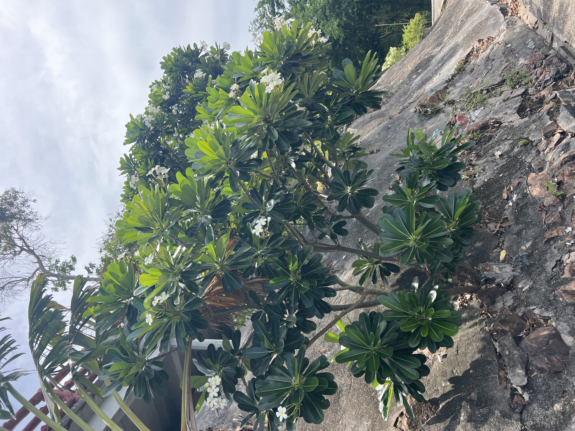 This image depicts a frangipani tree with dark green leaves and white flowers growing on a concrete embankment in Baan Thong Krut, Thailand. The embankment is rough and textured, with visible cracks and scattered rocks. Sunlight casts shadows on the embankment, indicating it is daytime. In the background, lush green foliage and trees are visible, suggesting a tropical environment. To the left, a portion of a building with a red-tiled roof and a large fan palm tree are partially in frame. The sky is overcast with diffused light.