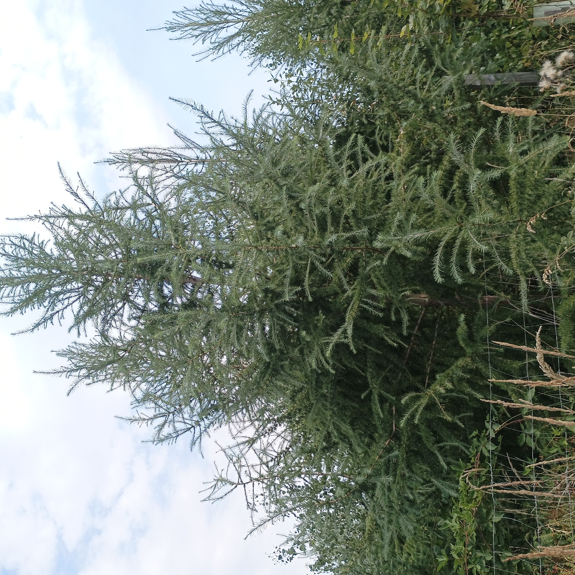 The image depicts a stand of evergreen trees, likely conifers, against a cloudy sky. The foreground shows a wire fence and dry grass. The trees are dense and tall, with the central tree being the largest and most prominent. The foliage is a muted green. The scene appears to be in a natural or semi-natural environment, possibly a park or rural area. The location is specified as Möhnesee, Germany. There are no people or animals visible in the image. The lighting suggests it is daytime, likely overcast.