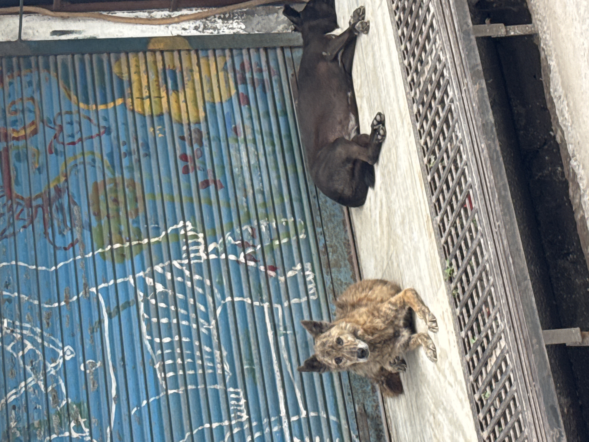Two dogs are resting on a sidewalk in front of a blue rolling shutter with white and yellow graffiti, likely in Rishikesh, India, based on the visual cues. The dog on the left is a medium-sized brindle-colored canine, sitting upright with its ears perked and looking towards the viewer. The dog on the right is a large, black dog lying down on its side, facing away from the camera and appearing to be asleep. The sidewalk has a textured, light-colored surface, and a metal grate with some small green weeds growing through it is visible in the foreground. The rolling shutter is partially open, revealing a dark interior. The overall scene suggests a typical urban street environment in India.