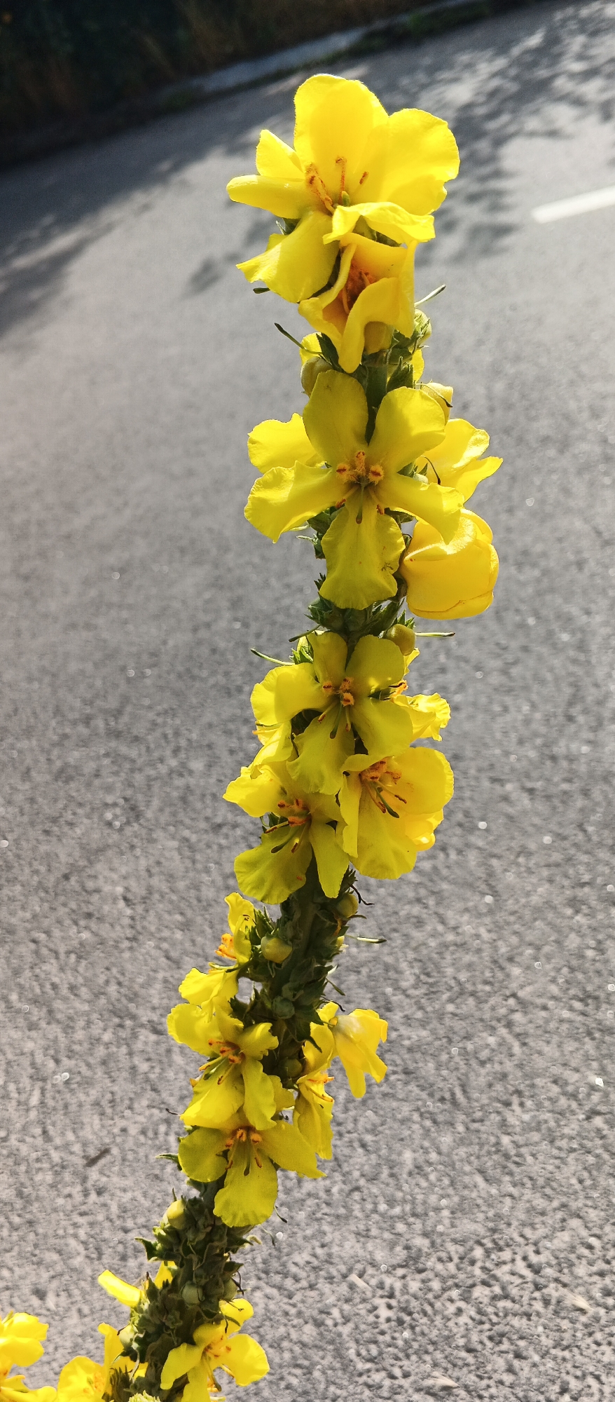 A close-up, vertical shot focuses on a stalk of bright yellow flowers with a dark asphalt road and some greenery in the blurred background. The flowers are arranged along the top half of the stalk, with individual blossoms appearing as five-petaled, star-shaped structures. The stalk itself is green and appears somewhat fuzzy or bristly. The road, visible in the upper left and right portions of the frame, has a white line marking its edge on the right. Shadows of foliage are cast across the road. The overall lighting suggests a sunny day. The image does not contain any people or specific identifiable landmarks that would indicate a location in the city of Smila, Ukraine.