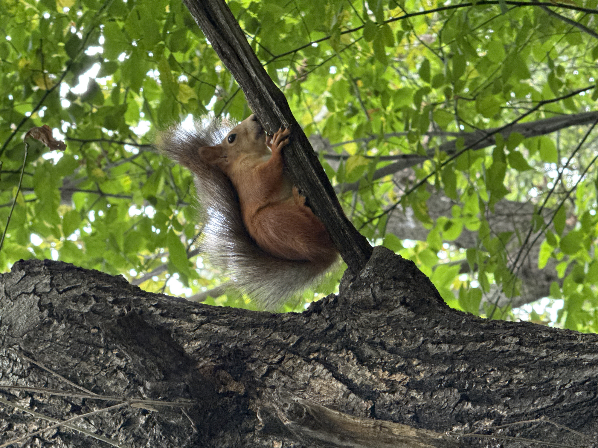 A red squirrel with a fluffy tail is perched on a tree branch in a wooded area. The squirrel is facing to the right, with its body angled towards the viewer. Its fur is a vibrant reddish-brown, and its tail is bushy and gray with reddish tips. The squirrel's paws are visible on the branch, and its head is slightly tilted as it looks to the side. The background is filled with lush green leaves and dappled sunlight filtering through the trees, suggesting it is daytime in a natural setting, likely a park or forest. This scene could be found in any of the numerous parks within the city of Kazan, Russia, such as the Gorky Park or the Millennium Park, which are known for their abundant trees and wildlife.