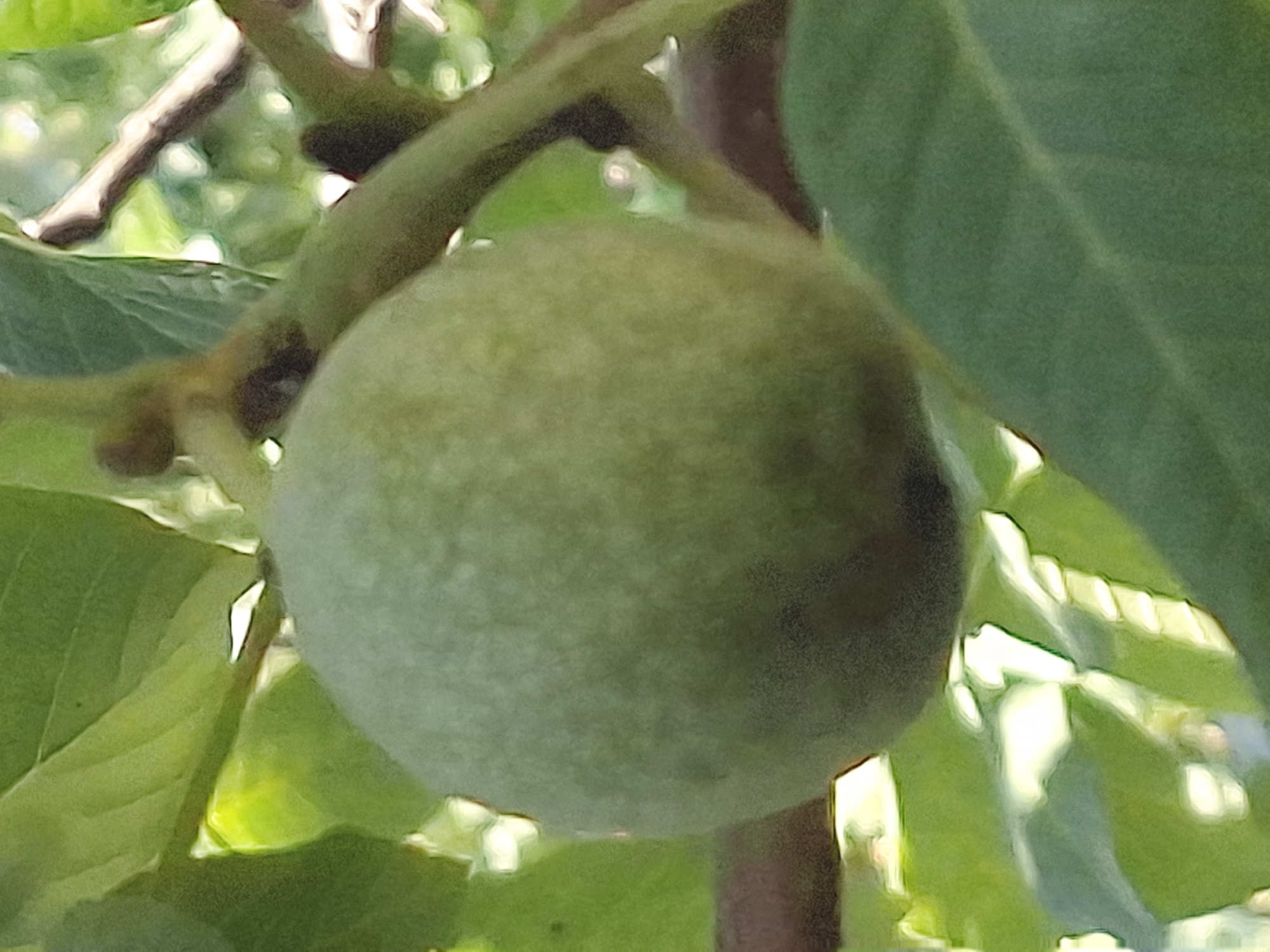 The image shows a close-up of a single, unripe walnut on a tree branch, surrounded by green leaves. The walnut is spherical and covered in a fuzzy, light green husk. The background is blurred, showing more leaves and branches, with dappled sunlight filtering through. The overall impression is of a natural, outdoor scene, likely in a park or garden. There are no people or any indication of urban setting. The image does not provide any information to suggest it was taken in the city of Almaty, Kazakhstan.