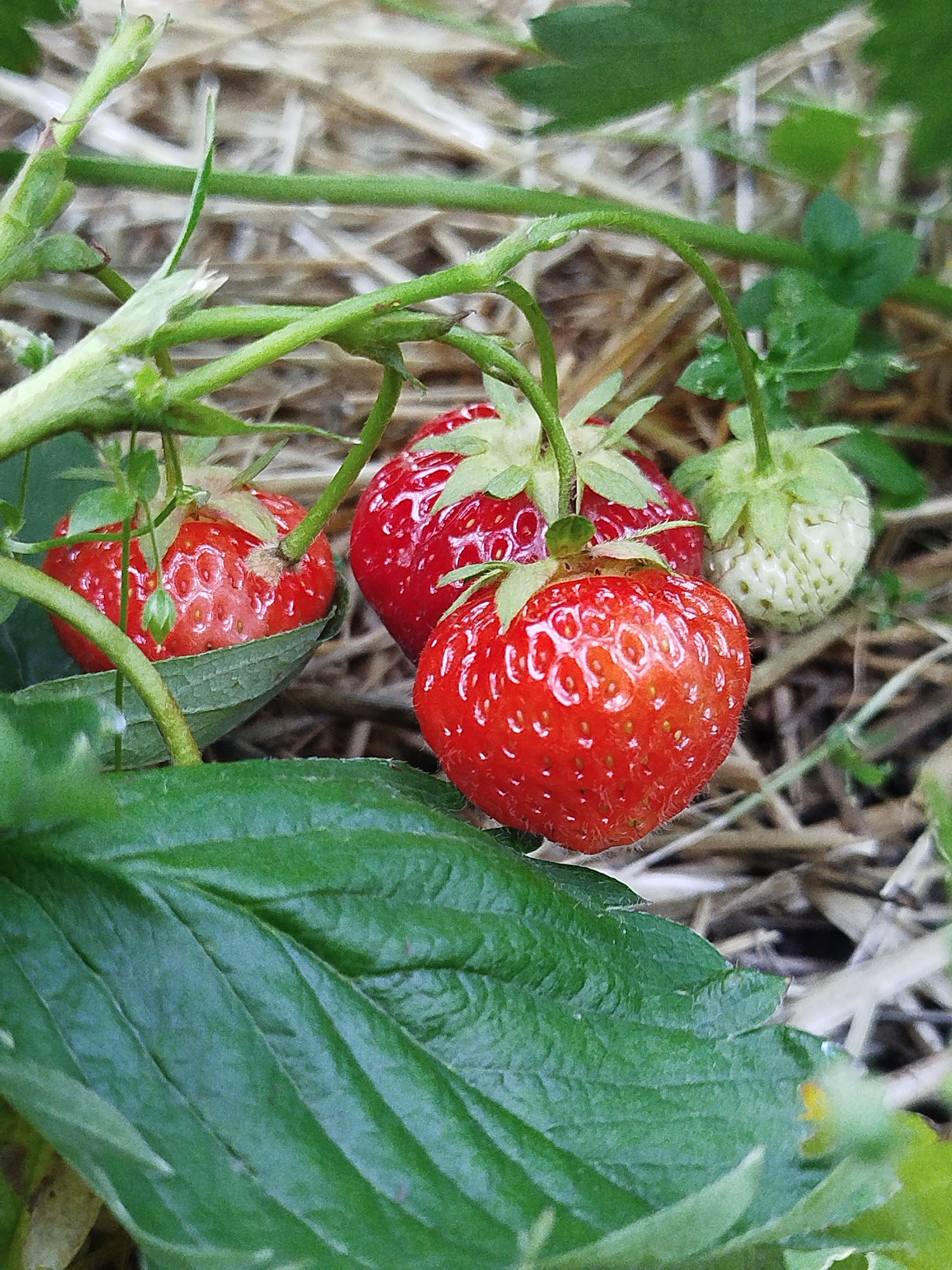 A close-up, eye-level shot captures a cluster of ripe and unripe strawberries growing on a vine in a field. In the foreground, a large, lush green strawberry leaf dominates the lower portion of the frame. Behind it, two bright red, ripe strawberries are prominently featured. One strawberry, slightly to the left, is partially obscured by a green leaf and has a small green bud growing from its stem. The other, to the right, is fully visible, showcasing its textured surface with visible seeds. Further back and to the right, an unripe, pale green strawberry is visible. The background consists of dry, straw-like vegetation and out-of-focus green foliage. The lighting suggests natural daylight. The scene is consistent with a strawberry patch in a rural agricultural setting within the Крупіцкі сельскі Савет, Belarus.
