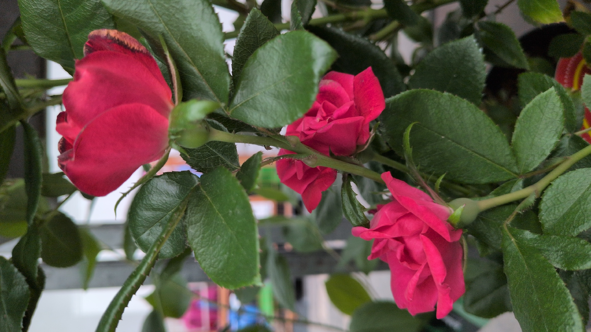 A close-up, eye-level shot captures a few red rose buds and blooms on a stem, surrounded by lush green leaves. The top-most bud is nearly fully open, revealing layers of velvety petals with slightly darker edges. Below it, two smaller, more tightly furled buds are visible, one partially obscured by a leaf. The stem supporting the flowers is green and bears small thorns. The background is softly blurred, showing hints of a light-colored wall and some indeterminate objects, possibly in an outdoor setting or greenhouse. No people are present. The image quality is good, with natural lighting highlighting the textures of the petals and leaves. This image was taken in Kölleda, Germany.