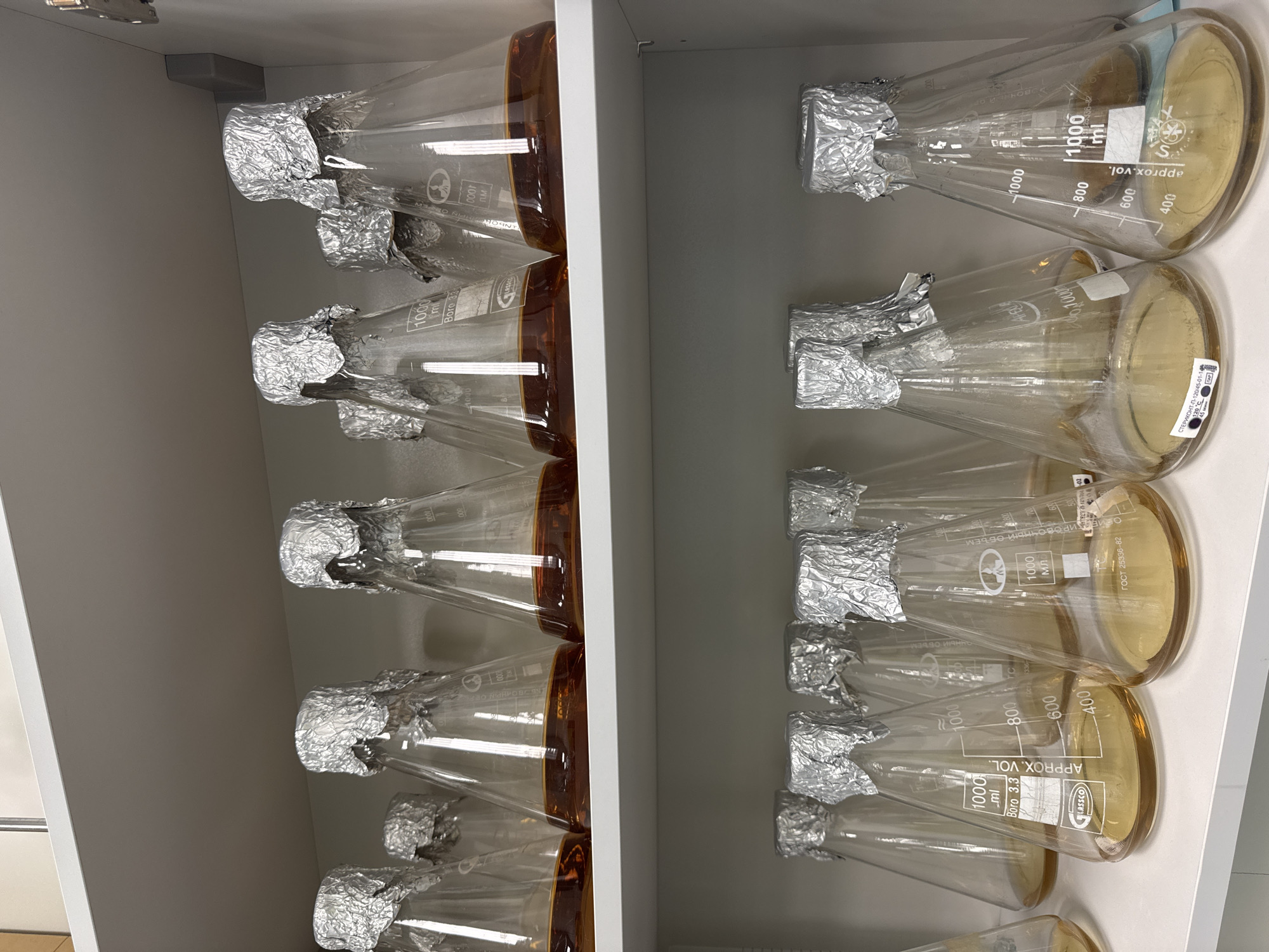 This media file presents a collection of numerous Erlenmeyer flasks, neatly arranged within a white cabinet or shelf unit, indicative of a laboratory setting. There are two columns of flasks, separated by a vertical divider, with at least seven flasks visible in each column. Each flask contains a yellowish-brown liquid, likely a prepared growth medium, and its opening is covered with crumpled aluminum foil, suggesting sterilization and protection from contamination.
The image depicts the storage or preparation of laboratory media. The foil covers are a standard practice in microbiology and cell culture to maintain aseptic conditions after sterilization, such as autoclaving, or to prevent airborne contaminants.
Notable details include the clear glass construction of the flasks, many of which are marked with volume measurements like "1000 ml", "800", "600", and "400", along with "APPROX. VOL." and "Boro 3.3", indicating borosilicate glass. Visible text also includes brand names such as "LASSCO" and "ANCORAN OP". Significant Russian text is present, including "мл" (ml), "ГОСТ 25336-82" (a Russian state standard for laboratory glassware), and what appears to be sterilization parameters: "СТЕРИКОНТ-П-120/45-01-14", "120 °C", and "45 мин". These specific details, particularly the GOST standard, firmly place the context within Moscow, Russia. The flasks appear ready for use in scientific experiments or research. The time of day, weather, or any emotions are not discernible.