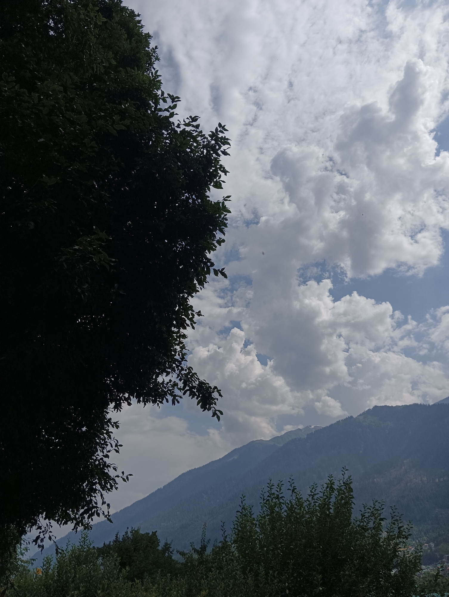 A silhouette of a large, dark green tree with many leaves dominates the left side of the frame. The branches and foliage extend towards the center and top of the image. The background features a sky filled with large, white, fluffy clouds against a bright blue sky. In the distance, a mountain range is visible, with the slopes covered in dark green vegetation. A thin band of lighter green foliage is present in the foreground at the bottom of the image. The scene is likely Vashisht, India, based on the context provided.