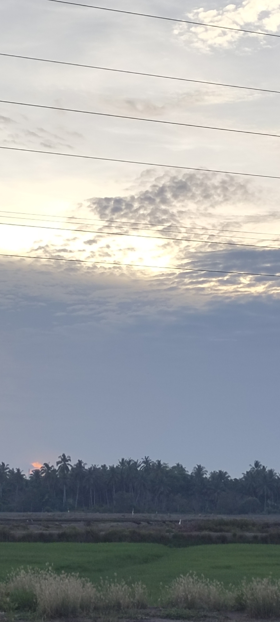 The image depicts a landscape near Lhokseumawe, Indonesia, characterized by a predominantly overcast sky with hints of sunlight filtering through the clouds. Four parallel power lines run across the upper portion of the frame. Below the sky, a dense row of trees, possibly coconut palms, forms a horizon line. In the foreground, a field transitions from a darker, possibly harvested or wetlands area, to a brighter green section of grass or low vegetation. Several birds are visible within the transition zone.
