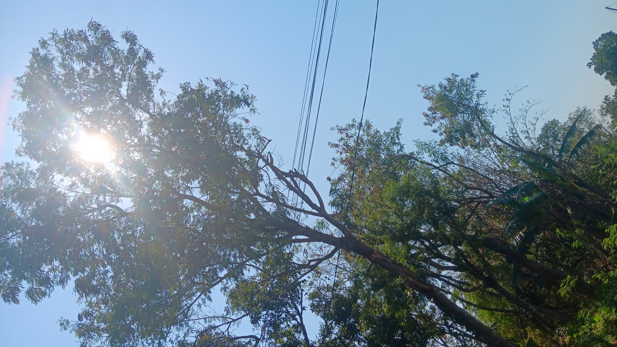 In Gemenggeng, Indonesia, a low-angle shot captures a clear blue sky with the sun shining brightly through the leaves of a large tree. Power lines are visible traversing the upper right portion of the frame, with dense foliage of various trees and possibly banana plants filling the lower portion of the image. The scene is dominated by natural elements, with no people or specific human activity depicted.