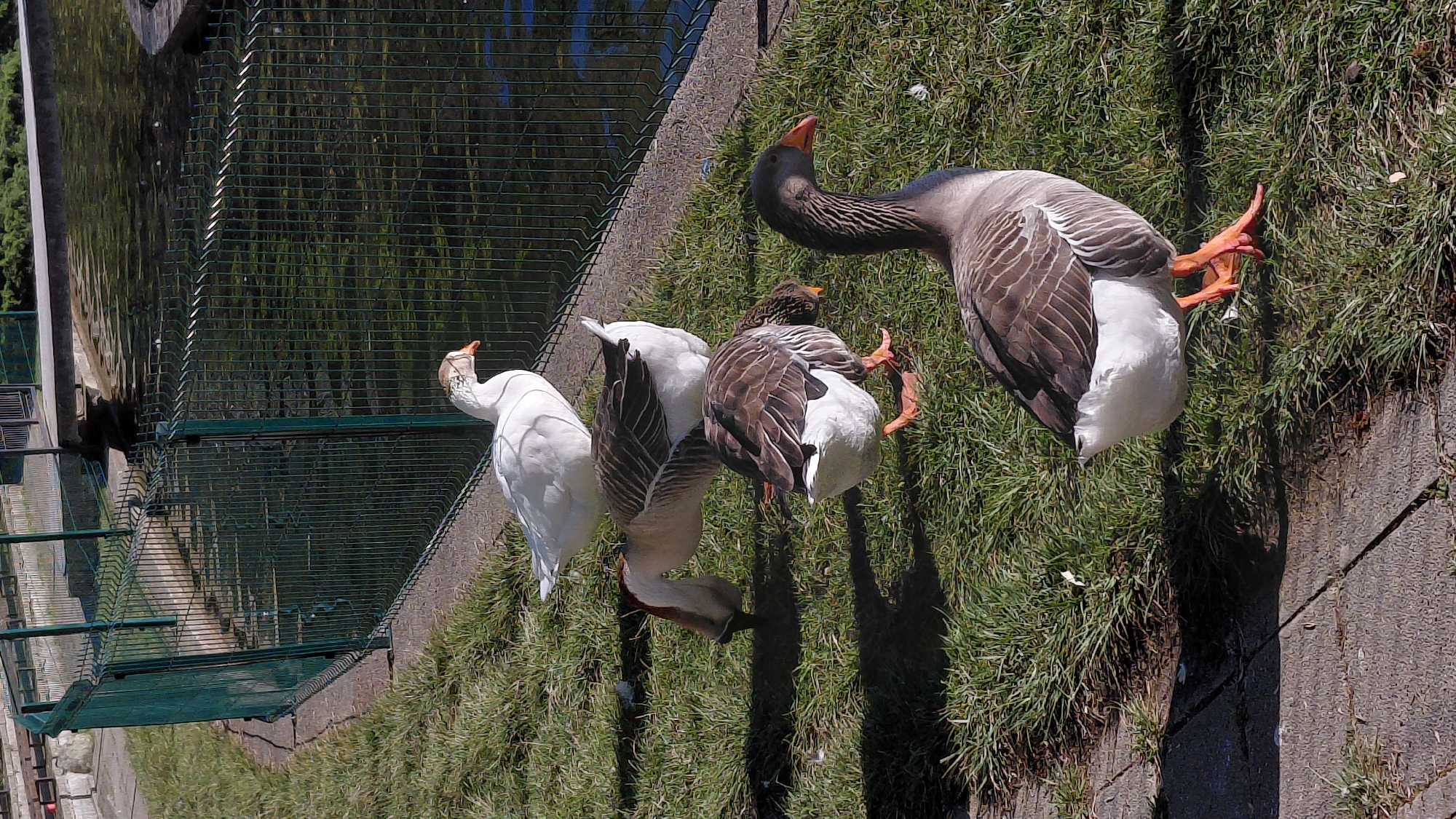 The image shows a group of four geese standing on a grassy area next to a concrete wall and a chain-link fence. One goose is entirely white, while the others are a mix of white and brown. The geese are oriented in a row, facing towards the left side of the image. The setting appears to be an outdoor enclosure in an urban environment.