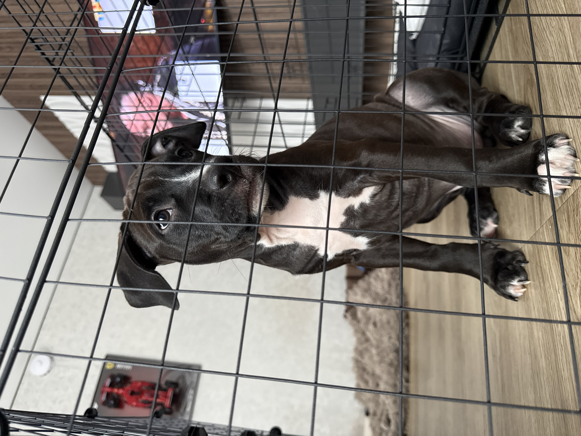 A black and white dog, likely a puppy, is captured lying inside a metal wire crate, looking directly at the camera with an alert expression. The dog has a predominantly black coat with distinct white markings on its chest, belly, and paws. Its large, dark eyes and floppy ears are prominent. The dog appears to be resting or observing its surroundings from within the crate.
The crate itself is made of black metal wire, creating a grid pattern across the image foreground. Inside the crate, a fluffy, dark-colored pet bed or blanket is visible beneath the dog. The flooring around the crate is light-colored wood.
In the background, behind the crate, a television screen is visible, displaying blurry shapes and colors, possibly showing a person or media content. To the lower left, outside the crate, a small red model car, resembling a Formula 1 vehicle, rests on its box. Faintly visible on the box is the brand "Ferrari." The overall setting suggests an indoor domestic environment, possibly a living space, in Lobanovo, Russia. The lighting indicates an indoor setting, likely with ambient or artificial light.