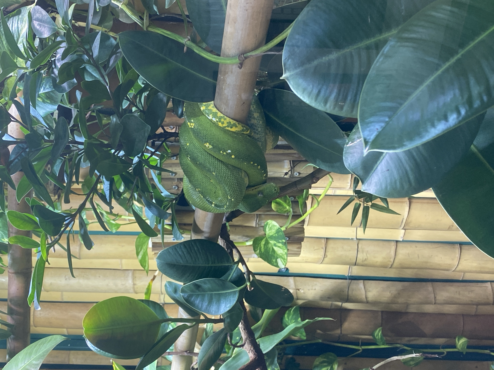 This image shows a green tree python coiled around a bamboo branch. The snake is bright green with yellow markings. It is surrounded by lush green foliage and a bamboo wall. The image appears to have been taken in a terrarium or a zoo enclosure. There are no people or any other animals visible in the image. The location in the city of Neuwied, Germany is not specified.