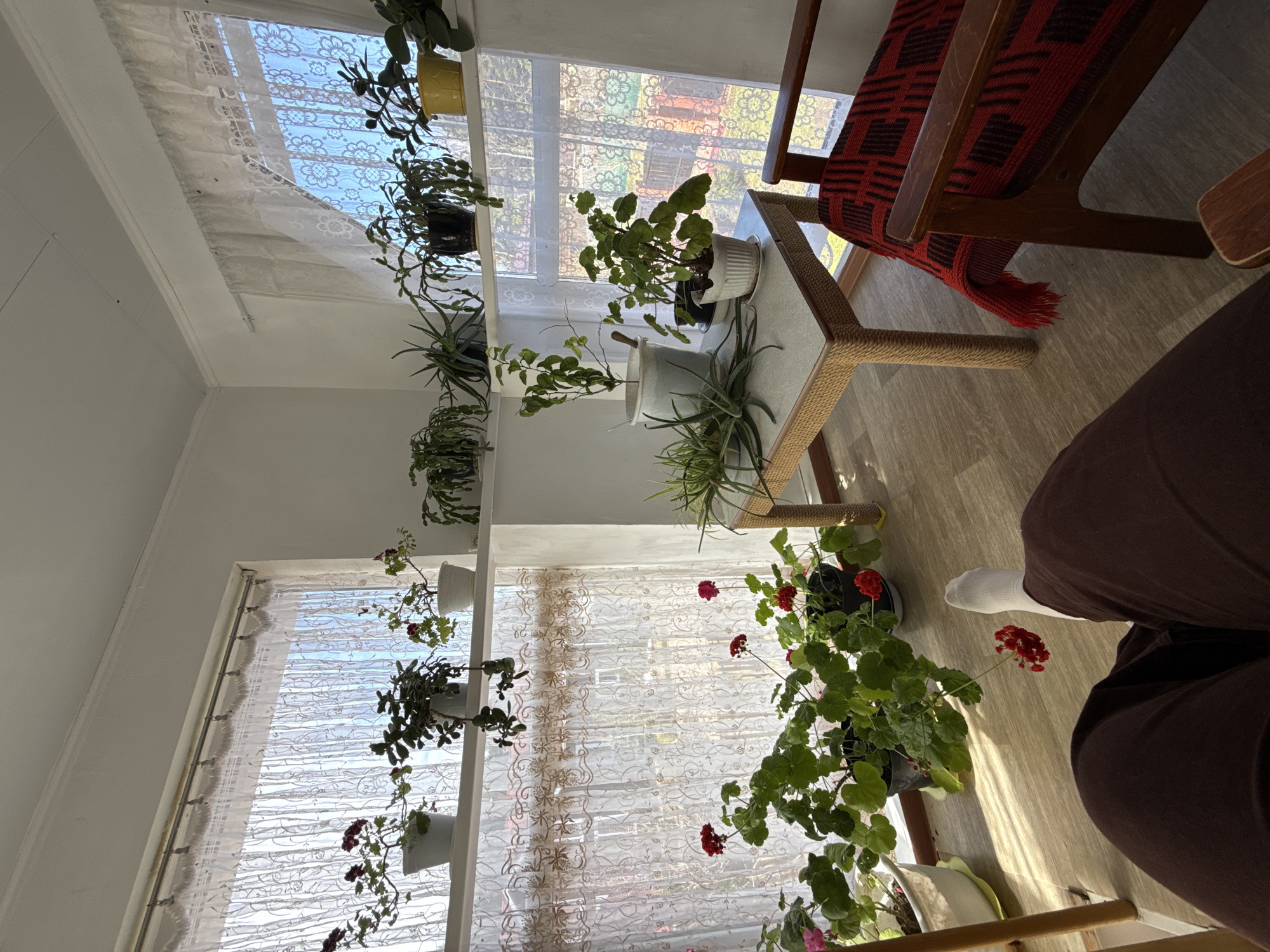 A residential scene viewed from an elevated perspective, showcasing a bright interior space possibly in Адам, Russia given the presence of Russian text/symbols in the original request. The focal point is a window with sheer lace curtains, revealing glimpses of the outside world. Along the window frame, a tiered shelving unit houses multiple potted plants of varying species and sizes. In the right portion of the image, a brown wooden chair with a red and black patterned blanket is visible, positioned near a small table adorned with additional plants. A portion of a person's brown clothing and a white sock are visible in the foreground, suggesting the occupant's presence. The scene is well-lit, indicative of daytime, and portrays a peaceful, plant-filled interior.