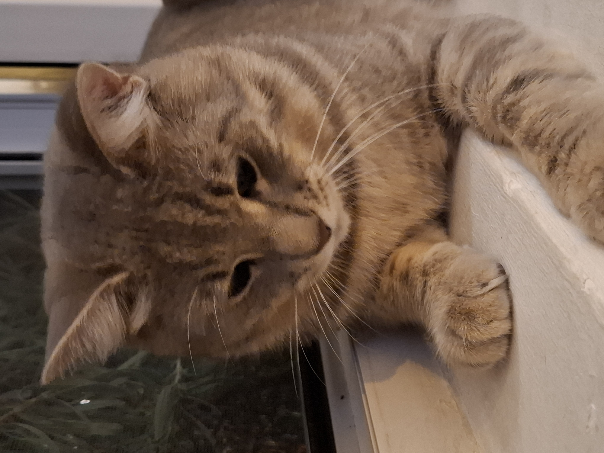 A close-up, eye-level shot shows a grey and tan tabby cat with its ears perked, looking down with its head tilted to the right. The cat is resting on a white ledge, likely a windowsill, with its front paws visible. The background is out of focus, showing dark green foliage to the left and a blurred vertical element to the right, possibly a window frame. The lighting suggests it is dusk or nighttime, with ambient light illuminating the cat's fur and whiskers. The cat's eyes are partially closed, and its expression is calm or contemplative.