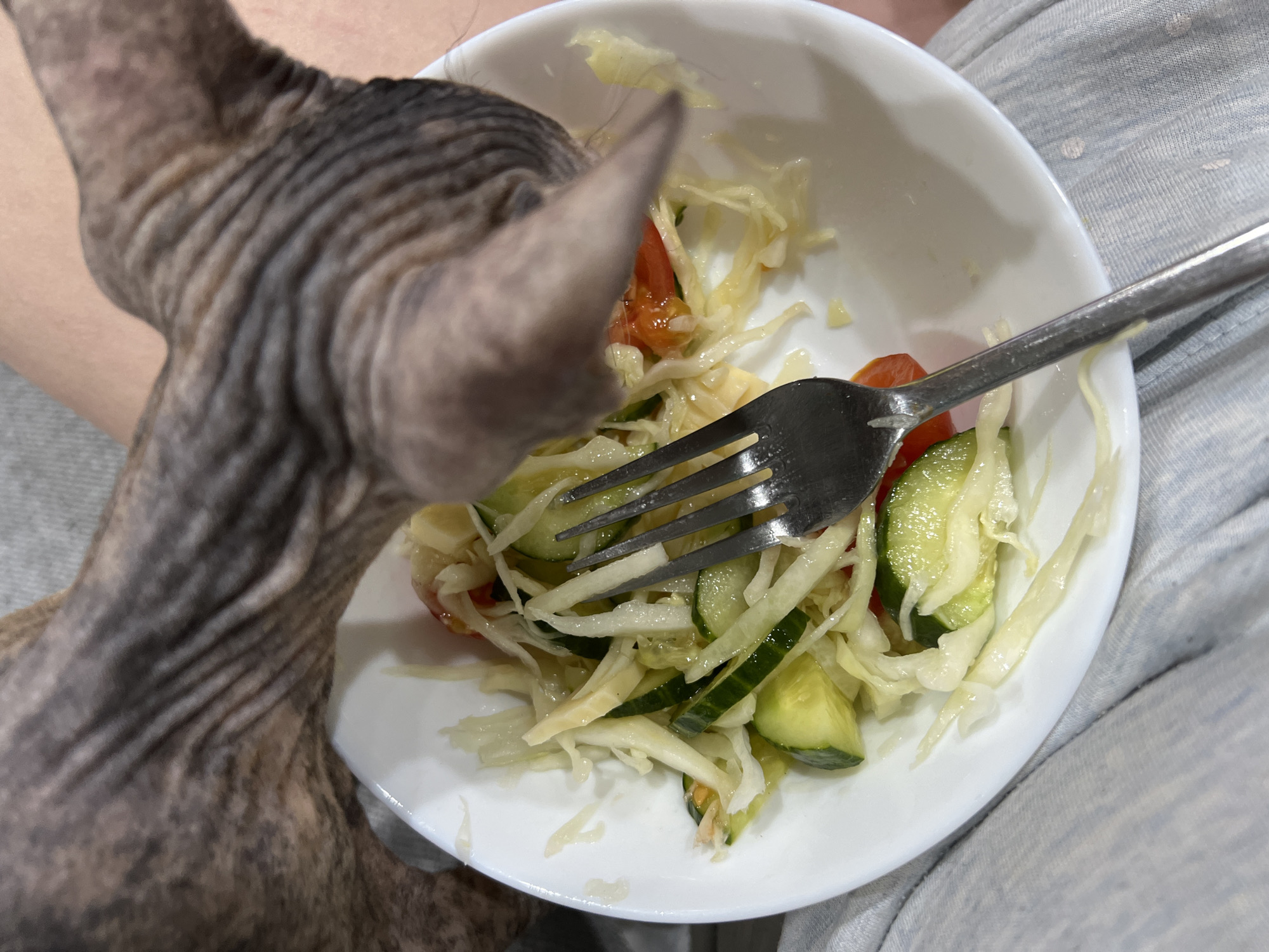 A tan hairless cat is shown in the left side of the image, close to a white bowl containing a salad. The salad consists of sliced cucumbers, tomatoes, and shredded cabbage. A silver fork is embedded in the salad. The bowl appears to be resting on a person's lap covered in a light gray patterned fabric. The location is not identifiable from the image.