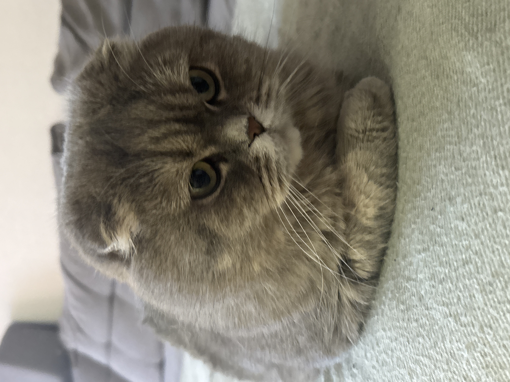 A gray Scottish Fold cat is resting on a light-colored textured surface, possibly a blanket or cushion. The cat's head is turned slightly towards the viewer, with its folded ears and large eyes prominent. Its paws are tucked beneath its body. A gray bedding-like material can be seen blurred in the background to the left of the cat. There is no indication of the image being taken in Chaikovsky, Russia.