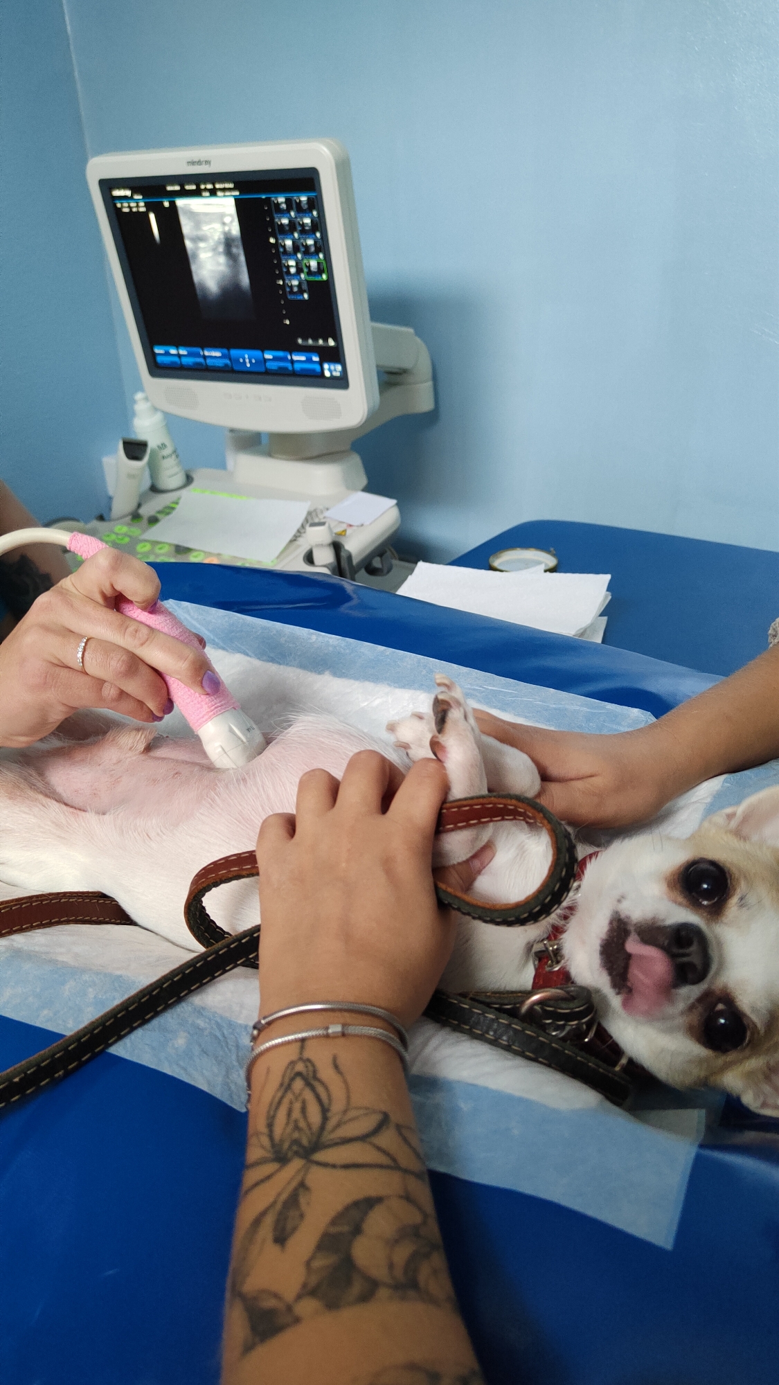 A small, light-colored dog, likely a Chihuahua, is undergoing an ultrasound examination in what appears to be a veterinary clinic in Chaikovsky, Russia. The dog is lying on its back on a blue examination table covered with a white disposable sheet, with a brown leather leash draped across its body. Its head is visible on the right, looking towards the camera with wide, dark eyes and its pink tongue slightly extended.
Two sets of human hands are actively involved in the procedure. One person, wearing a ring on their left ring finger and light purple nail polish, is holding a pink-wrapped ultrasound probe against the dog's belly. Another person's hands are gently holding the dog's front paws, providing comfort and stability. This second person has a prominent floral tattoo on their forearm and wears two slender silver bracelets.
In the background, an ultrasound machine with "mindray" visible on its monitor displays a grayscale ultrasound image, presumably of the dog's internal organs. The setting features a plain light blue wall and several small white bottles or containers on a surface behind the dog, indicating a medical environment. The activity clearly depicts a routine or diagnostic veterinary check-up, with focused attention on the small animal patient.