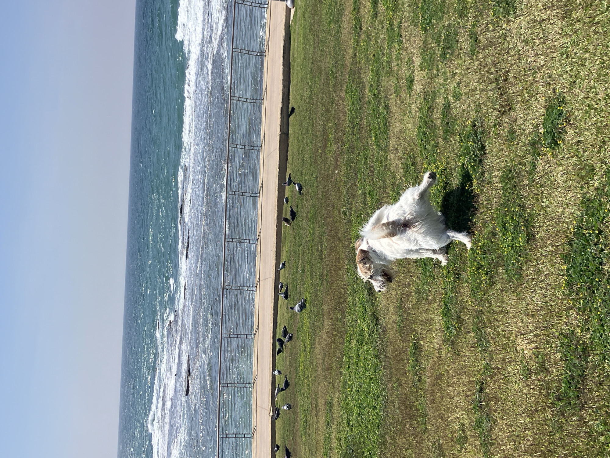 A sunny, outdoor scene shows a dog running on grass along the beach in Tel-Aviv, Israel. The dog has shaggy, white and brown fur, and appears to be mid-stride. Adjacent to the grass is a concrete walkway, followed by a metal railing separating the land from the beach and the ocean. The ocean's waves are visible, and the sky is clear blue. Several pigeons are scattered near the walkway and grass edge. The scene looks like a park near the beach.
