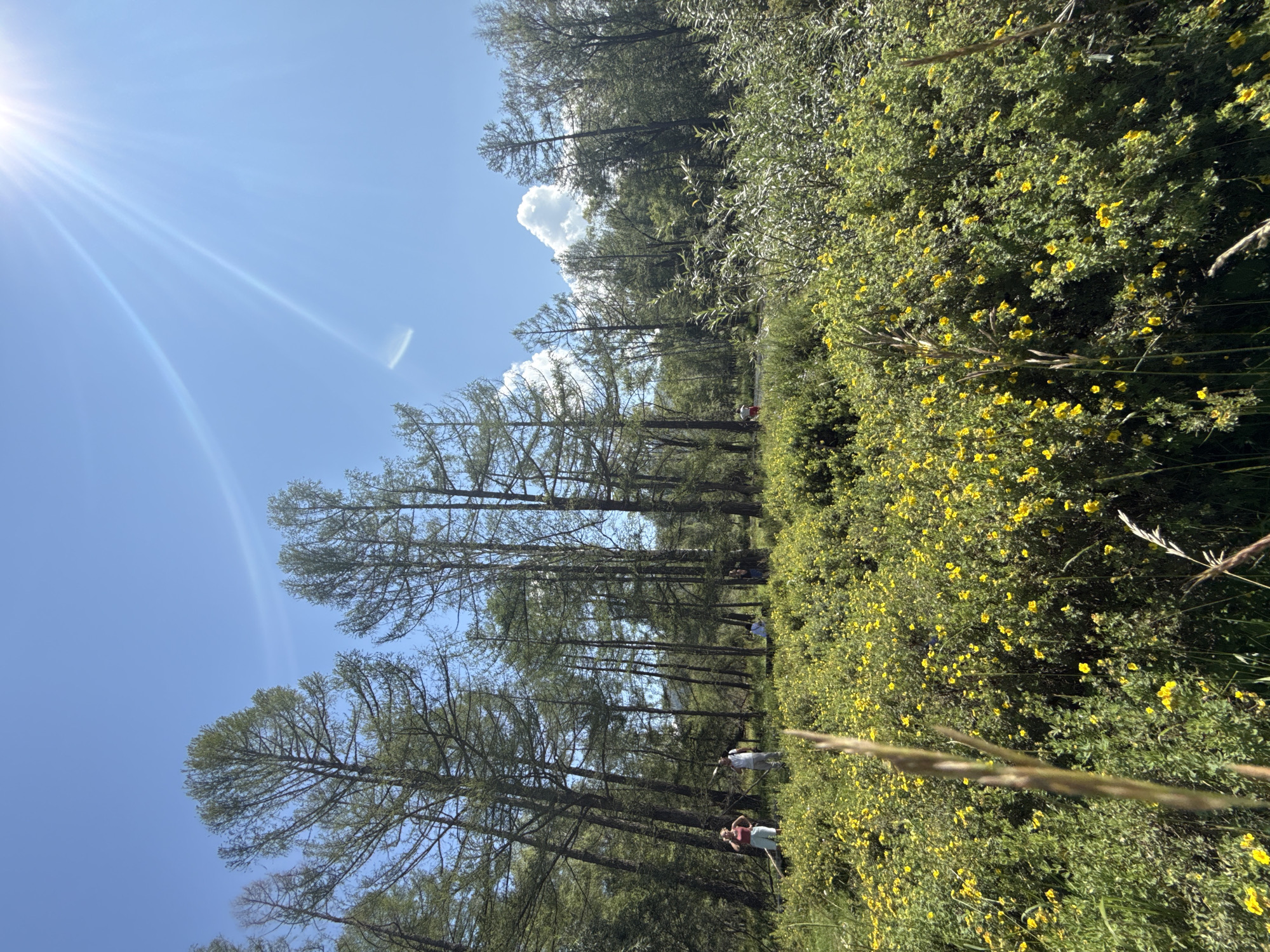 This image depicts a sun-drenched meadow in Bichiktu-Boom, Russia, filled with dense green foliage and vibrant yellow flowers. Tall, slender coniferous trees dominate the background, their branches reaching towards a clear blue sky with the sun shining brightly, casting lens flares. Several individuals are scattered throughout the scene. In the foreground, a woman in a red top and light-colored pants stands to the left, with a man beside her in a white shirt and light pants. Further in the background, a person in a white top and light-colored bottoms is visible, as is another individual in the distance. The overall impression is one of a serene and natural landscape during daytime.