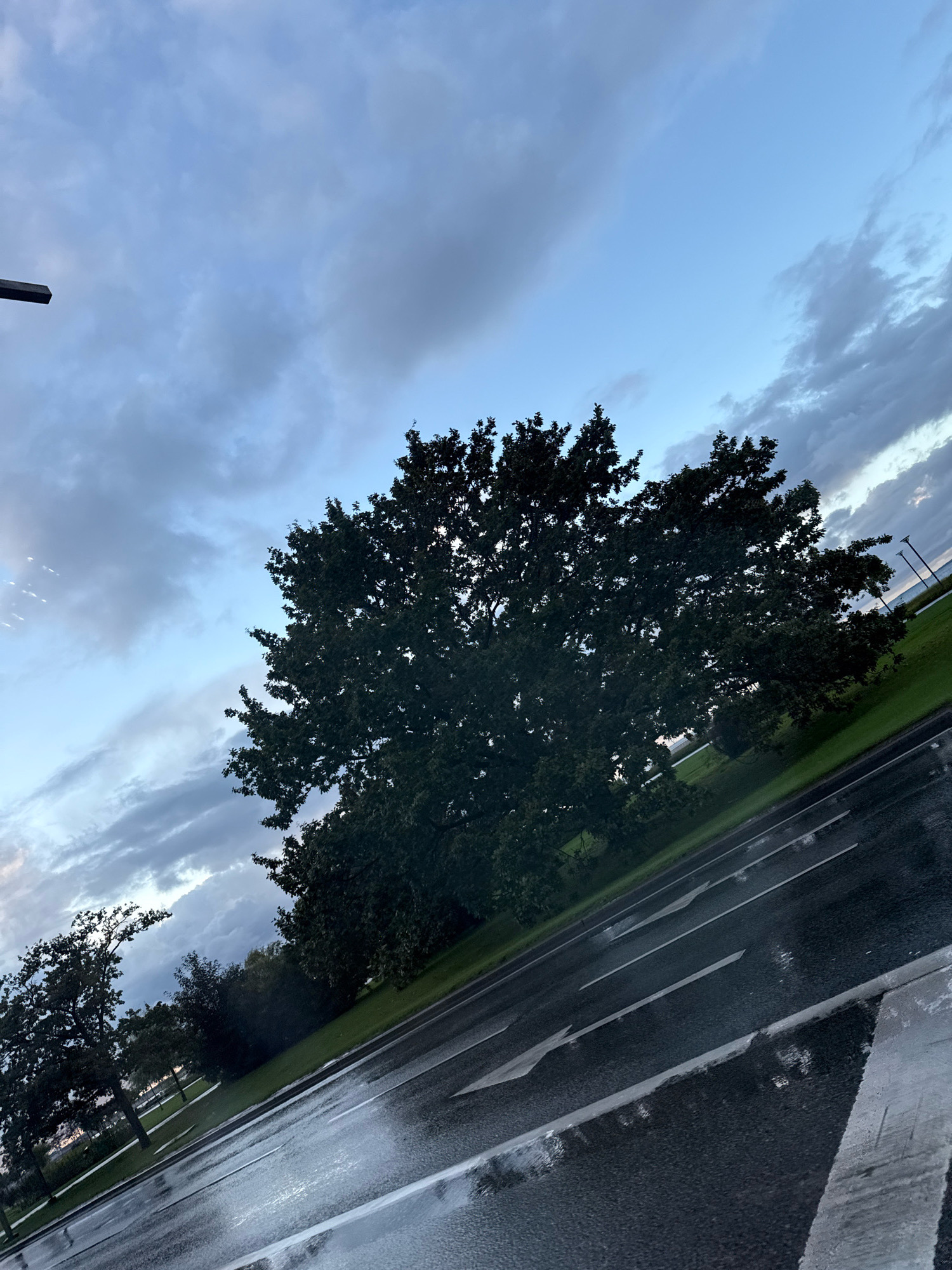 The image depicts a wet road with visible lane markings, suggesting recent rainfall. The scene is outdoors, likely in a public area of Tallinn, Estonia, given the context. A large, dark-leaved tree dominates the center of the frame, its branches casting shadows. Beyond the tree, a grassy area is visible, with a few streetlights spaced along the edge of what appears to be a body of water in the distance. The sky is overcast with dramatic, grey clouds, indicating a somber or potentially stormy atmosphere. The overall impression is one of a quiet, possibly post-rain, urban or park-like environment. No people are present in the image.