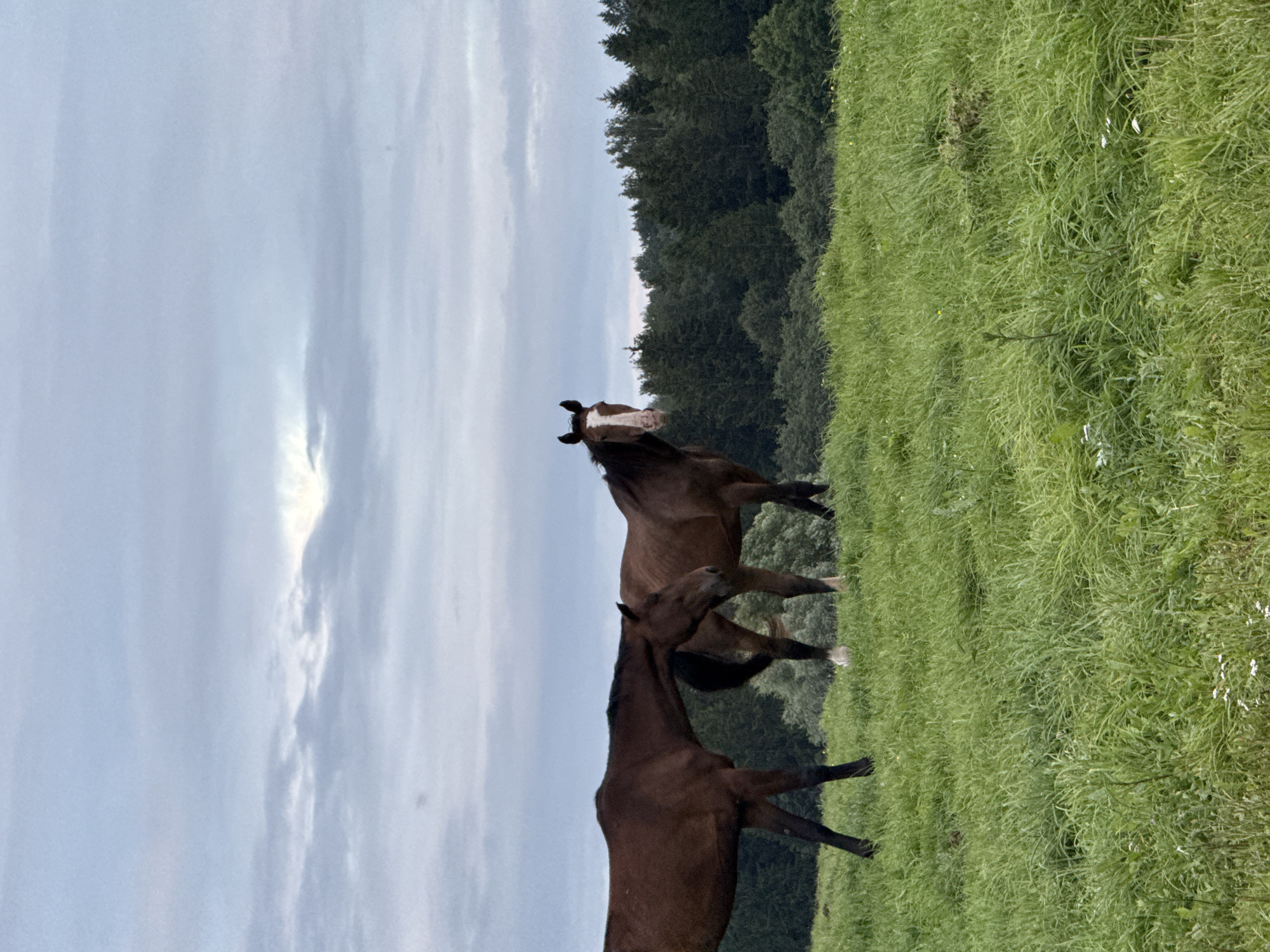 Two brown horses are standing in a grassy field in front of a dense forest. The horse on the left is facing left, with its head lowered. The horse on the right is facing forward and looking at the camera. The sky is overcast and gray. The image appears to have been taken in the city of Galinė, Lithuania, given its rural and natural landscape.