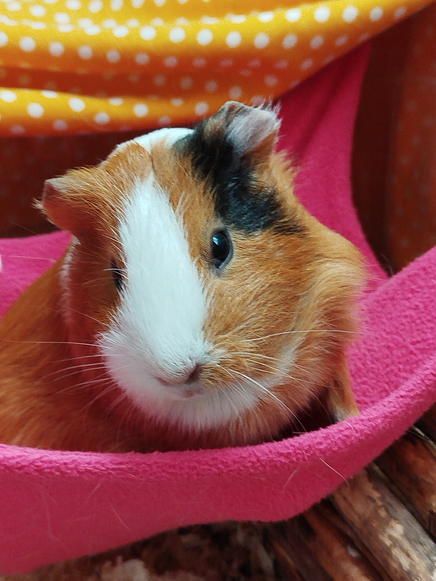 An adult tricolored guinea pig, with ginger, white, and black markings, is resting in a pink, fuzzy hammock. The guinea pig is facing towards the right side of the frame, with its head tilted slightly upwards. Its eyes are dark and beady, and its whiskers are prominent. The background consists of an orange fabric with white polka dots, layered above a dark, possibly reddish, fabric. The overall lighting is soft, highlighting the texture of the guinea pig's fur and the hammock. The scene appears to be indoors, in an environment likely designed for a pet.