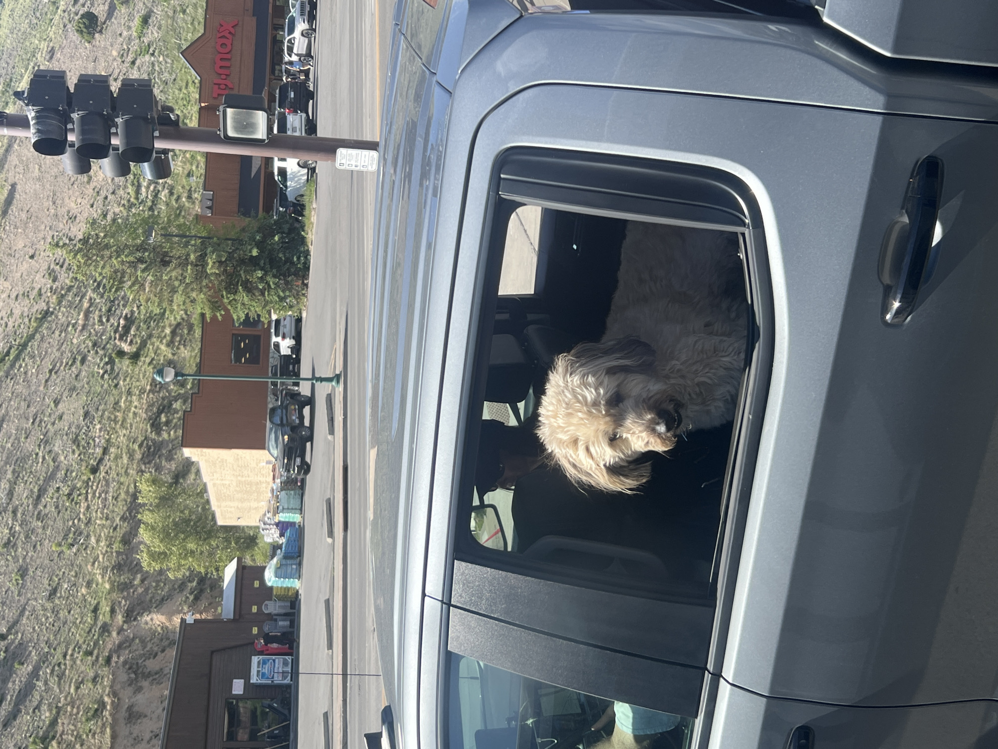 The image depicts a light-colored, fluffy dog observing its surroundings from the partially open rear passenger window of a grey four-door pickup truck. The dog's head and upper torso are visible, with its gaze directed slightly forward and to the left. A person wearing a dark shirt and sunglasses is partially visible in the front passenger seat.
The vehicle is parked in a paved commercial parking lot, delineated by concrete parking blocks. Beyond the truck and parking lot, a street or thoroughfare is visible.
In the background, to the left, is a large, brown, two-story commercial building with visible garage-style doors and various merchandise (coolers, patio chairs, bags of what appear to be soil or mulch) displayed outside. A small, light-colored shed is positioned next to this building. A black pickup truck is visible near this building.
To the right, a large commercial building with a prominent red "TJ.maxx" sign is clearly identifiable. Several white SUVs and other vehicles are parked in front of this store.
A brown pole with multiple black traffic signal heads and a pedestrian signal box stands prominently in the mid-ground. A green street lamp post is also visible to the left of the traffic pole.
The far background is dominated by a steep, rugged mountain slope, sparsely covered with green and brown vegetation and exposed rock. The scene is illuminated by bright sunlight, casting distinct shadows.
This location is identified as the commercial area along Highway 89 in Jackson, Wyoming, specifically near the TJ Maxx store located at 1225 S Highway 89. The prominent mountain range is characteristic of the Jackson Hole valley.