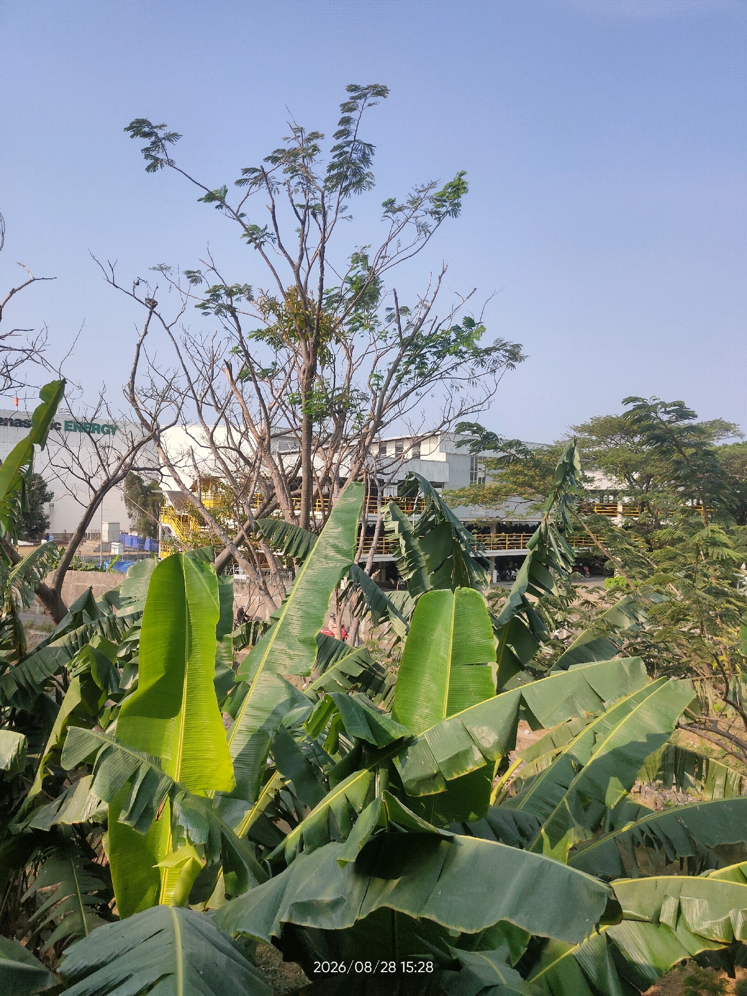 The image captures a tropical scene in Telagaasih, Indonesia, dominated by lush green banana leaves in the foreground. Behind the leaves, a complex of industrial buildings with white facades and yellow accents is visible. A stark, leafless tree stands prominently in the midground, its branches silhouetted against the clear blue sky. The overall environment suggests a blend of natural vegetation and industrial infrastructure. The date stamp "2026/08/28 15:28" indicates the time the photograph was taken.