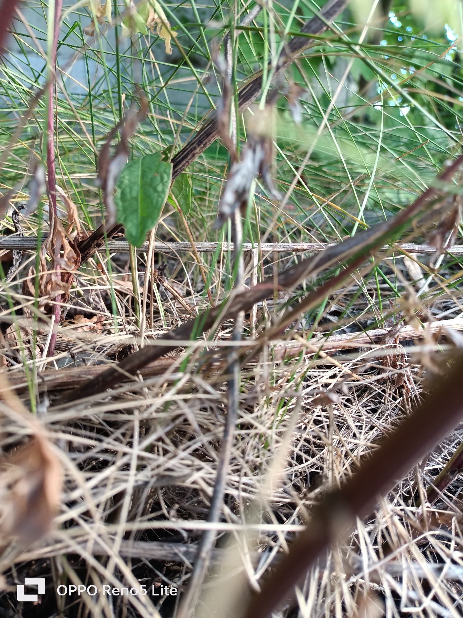 This is a close-up, low-angle shot of dry grass and thin, reddish-brown stems. A single green leaf is visible towards the center left. The background consists of out-of-focus green blades of grass and some lighter, blurry shapes. The scene appears to be outdoors, possibly in a park or natural area within Tallinn, Estonia, given the presence of the "OPPO Reno5 Lite" watermark in the lower left corner, which is a phone model often used for photography. There are no people or explicit actions depicted; the focus is on the natural, somewhat dry vegetation.