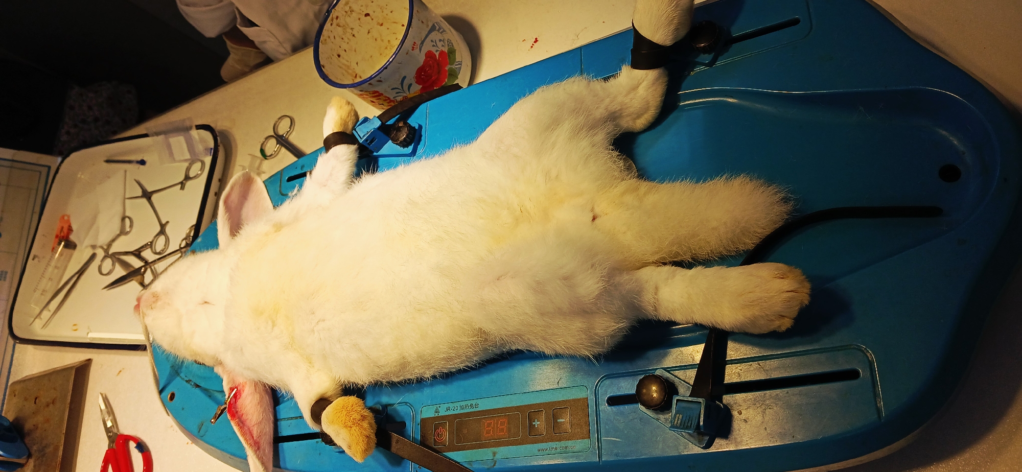 A dead white rabbit is strapped to a blue dissection tray. Its limbs are restrained with black straps. A metal tray with surgical instruments sits to the left of the rabbit. A bucket with reddish contents is near the rabbit's head. The image was likely taken in a laboratory setting within the Chongqing High-tech Zone in China.