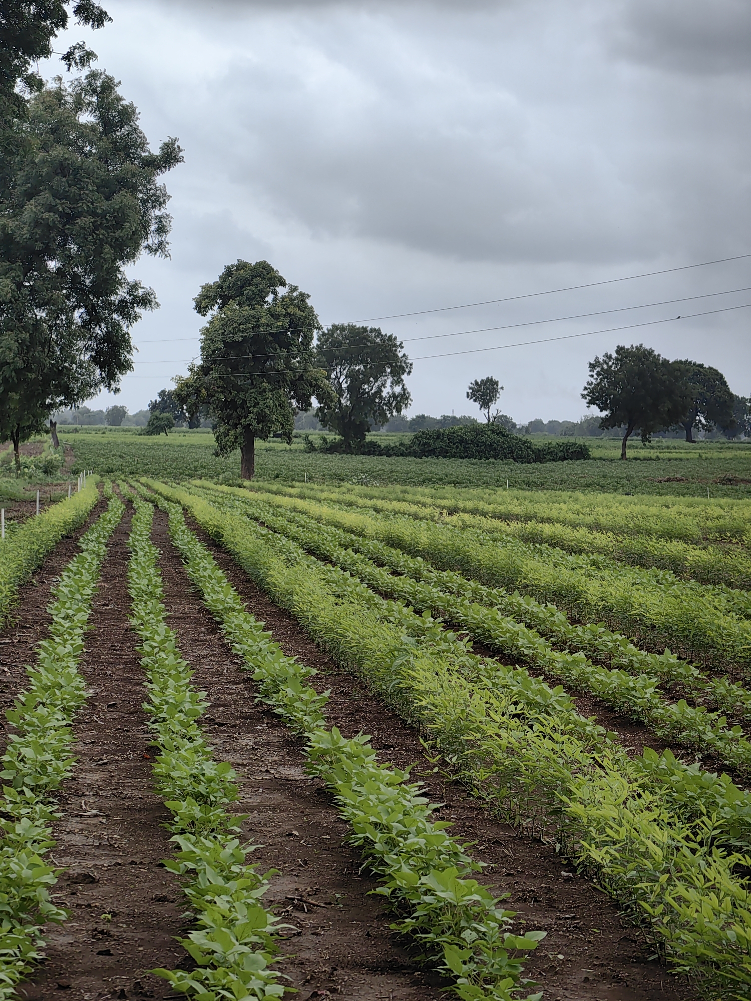 The image depicts a large agricultural field with rows of young green crops planted in dark soil. The field is vast, extending into the distance where it meets a line of trees. The sky above is overcast with heavy, gray clouds, suggesting the possibility of rain. In the background, there are several mature trees scattered across the landscape, with power lines running horizontally between some of them. The scene appears to be a rural setting, likely a farm in Waghola, India, given the vegetation and the style of the trees. There are no people or animals visible in the image. The overall impression is one of agricultural cultivation under a moody, cloudy sky.