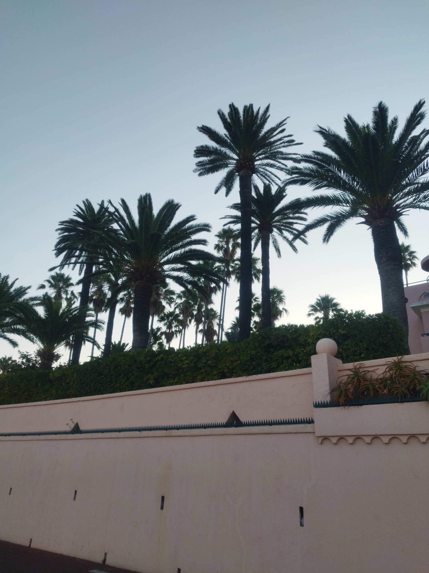 The image depicts a line of palm trees against a pale blue sky, viewed from behind a pale pink wall. The wall has decorative elements, including what appear to be bird spikes along the top edge, and a series of rectangular indentations at various heights. A rounded finial or sculpture is visible on a raised section of the wall, topped with plants. Further back, behind the wall and a dense green hedge, are multiple palm trees of varying heights and thicknesses, with some taller, more slender trees interspersed amongst the broader ones. The overall scene suggests an outdoor environment, likely in a warm climate, with a clear sky indicating fair weather. The presence of palm trees and the architectural style of the wall might suggest a location such as Antibes, France, which is known for its Mediterranean climate and coastal architecture. No people are visible in the image.