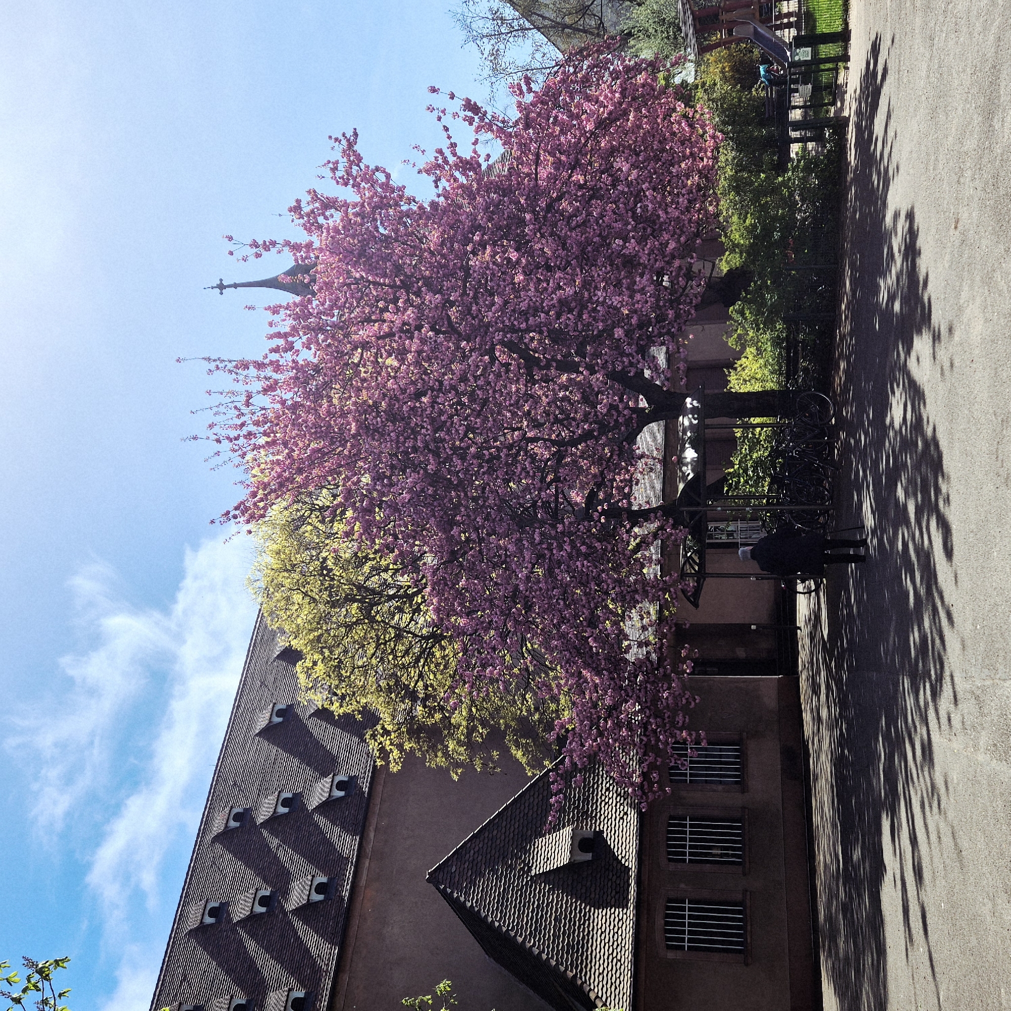 A partially rotated eye-level shot of Strasbourg, France, features a vibrant cherry blossom tree in full bloom with pink flowers dominating the foreground. Behind the tree, there is a building with a steeply pitched roof covered in dark gray tiles, accented with rows of small dormer windows. Next to the cherry blossom tree, there is another tree with yellow-green leaves and a bike rack. Further to the right, a lone figure stands adjacent to the sidewalk, casting a tree shadow, and a small playground can be seen in the background. The blue sky with soft clouds is visible in the upper left portion of the frame.