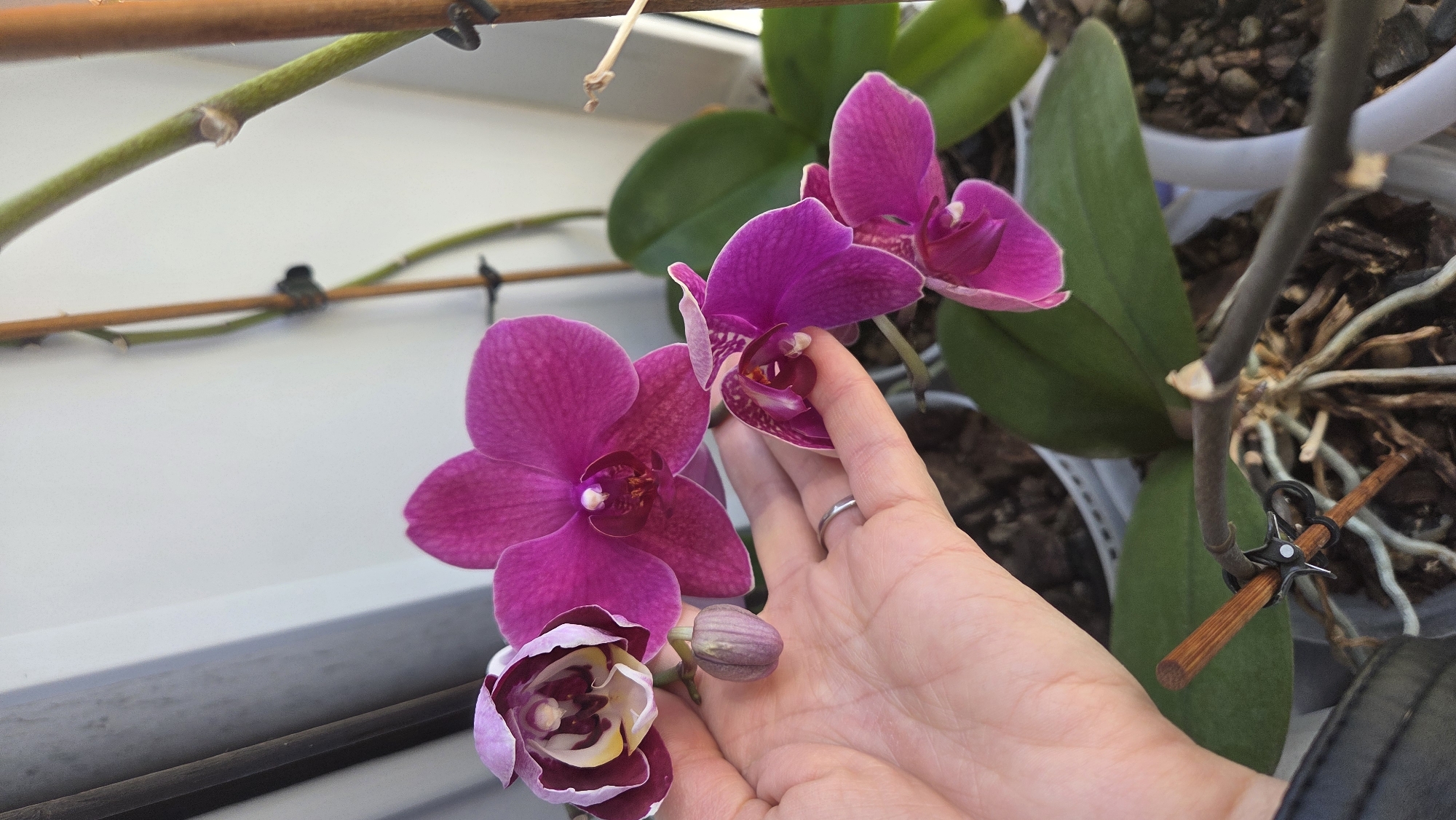 A medium, eye-level shot depicts a Phalaenopsis orchid plant with vibrant magenta flowers in bloom, held in a person's hand. The person's hand is light-skinned, with a ring visible on one finger. The orchid plant is positioned on a windowsill, with a partially visible window behind it. The plant is potted, and the potting medium appears to be bark. There are green leaves and aerial roots visible, along with a support stick clipped to the flower spike. A partially opened bud and several fully opened flowers are present. The background features a light-colored window frame. This image does not depict any location, so I cannot determine whether this image was taken in the city of Chaikovsky, Russia.
